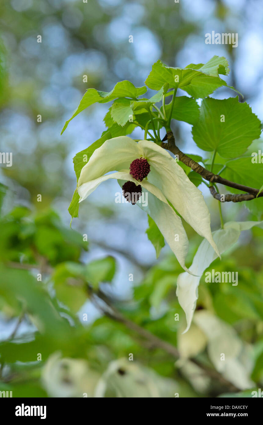 Colomba tree (Davidia involucrata) Foto Stock