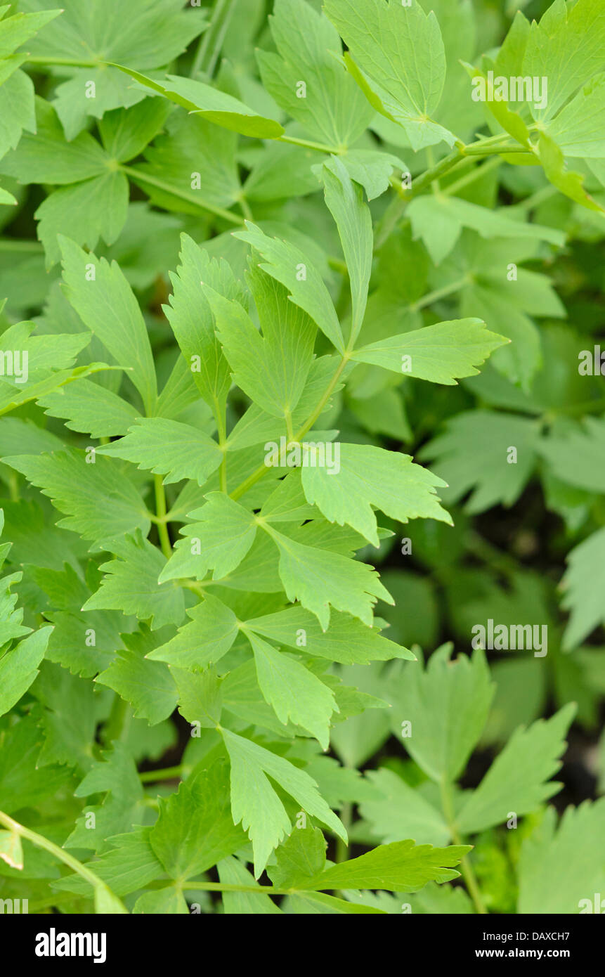 (Levistico levisticum officinale) Foto Stock