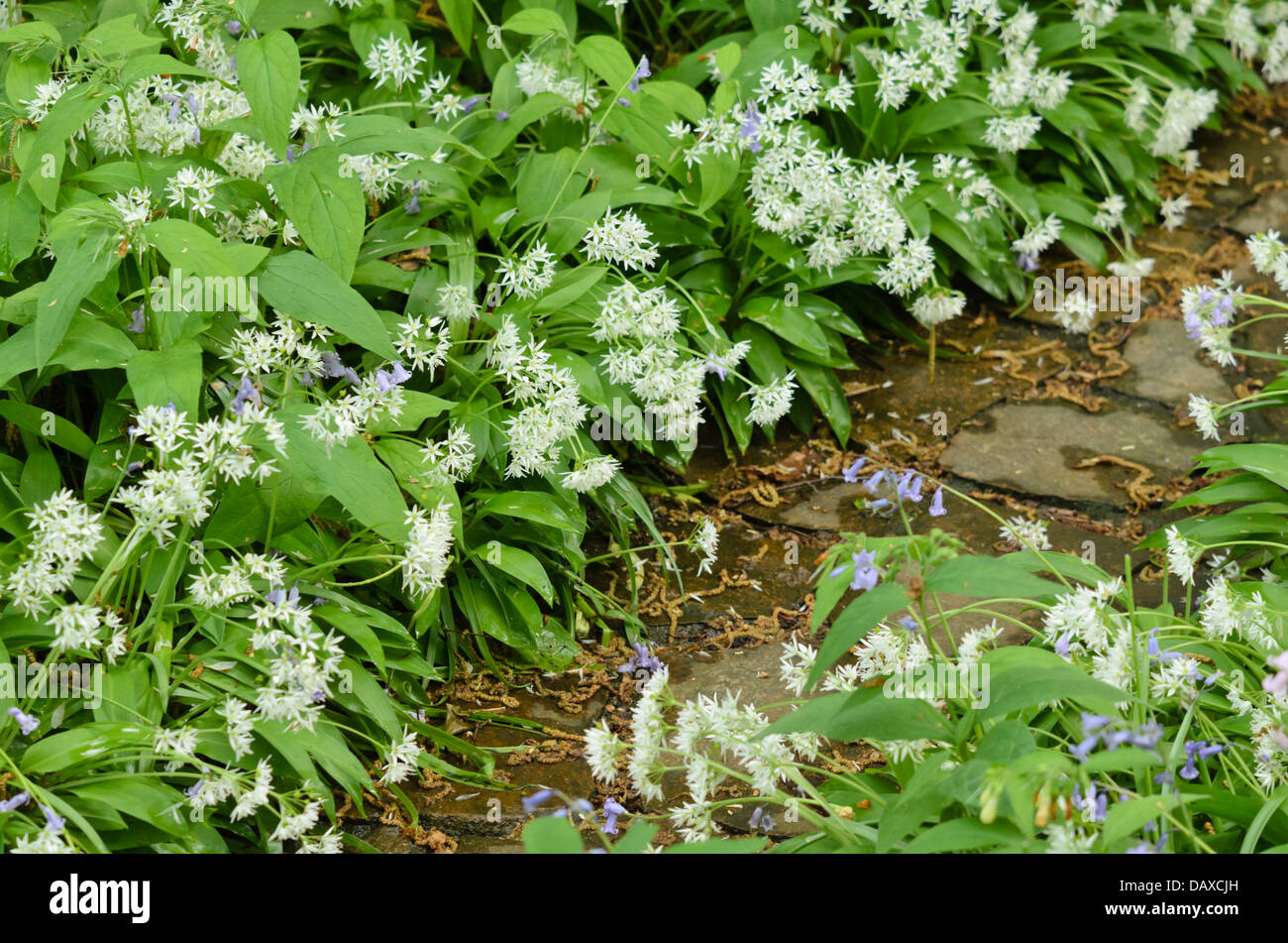 Legno l'aglio (Allium ursinum) Foto Stock