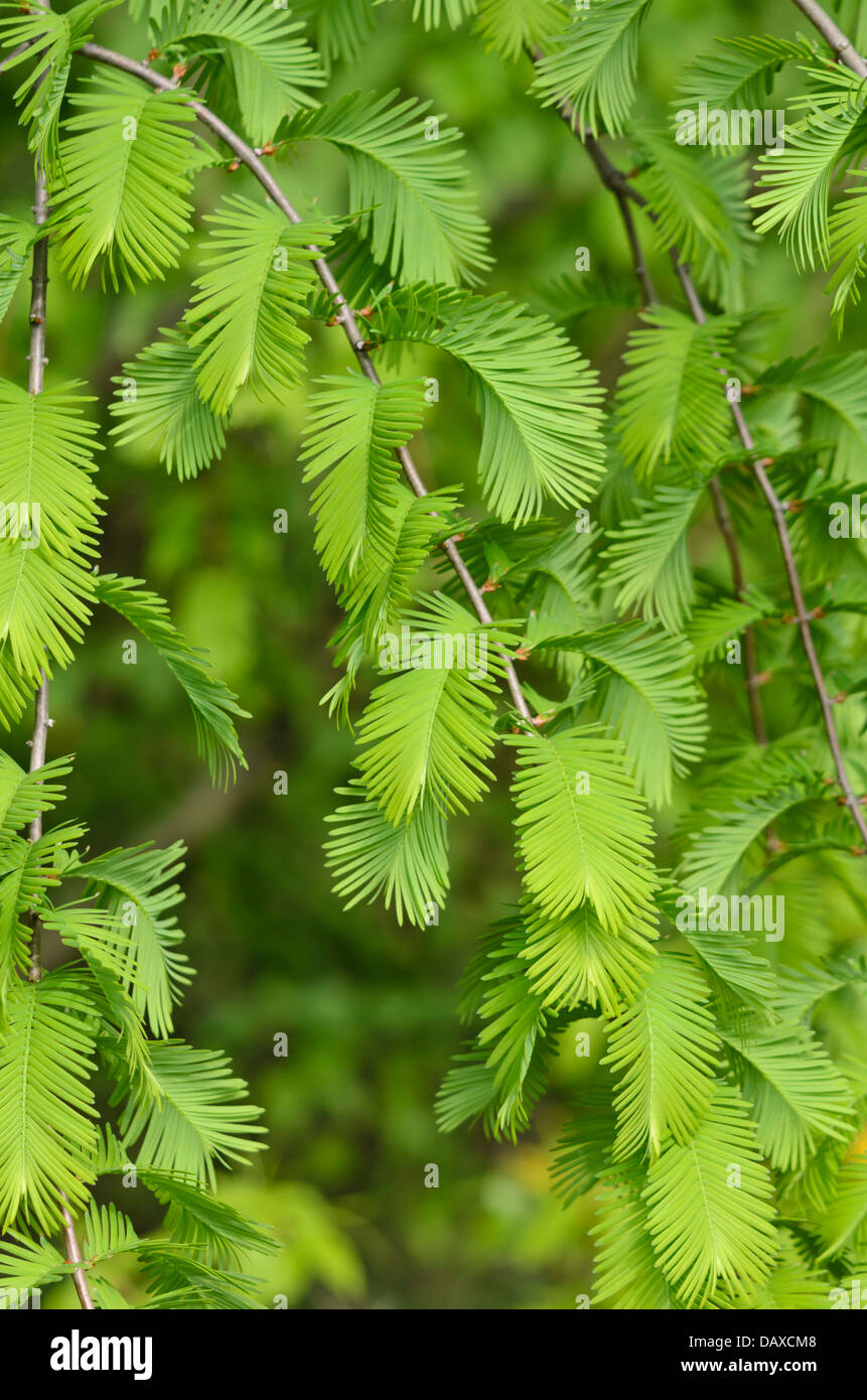 Dawn redwood (Metasequoia glyptostroboides) Foto Stock