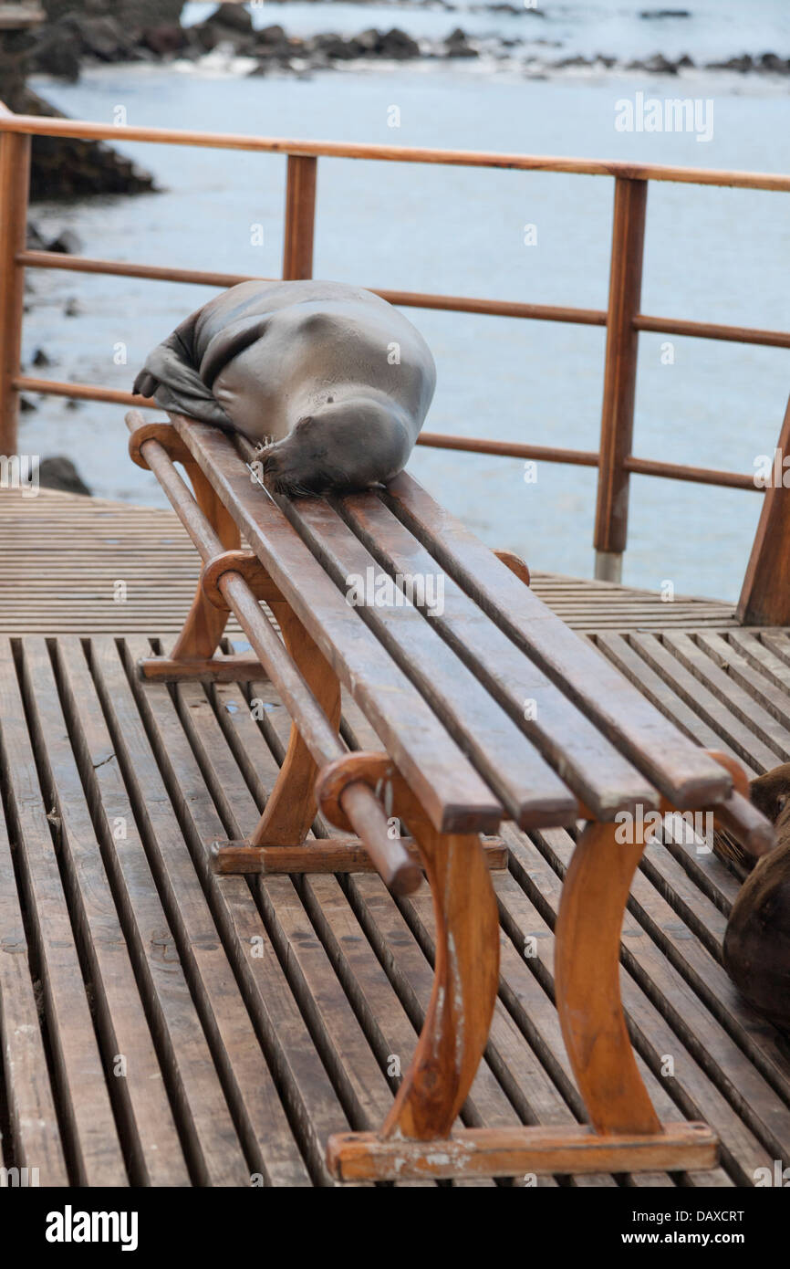 Sea Lion dormire sul banco, Puerto Baquerizo Moreno, San Cristobal Island, Isole Galapagos, Ecuador Foto Stock