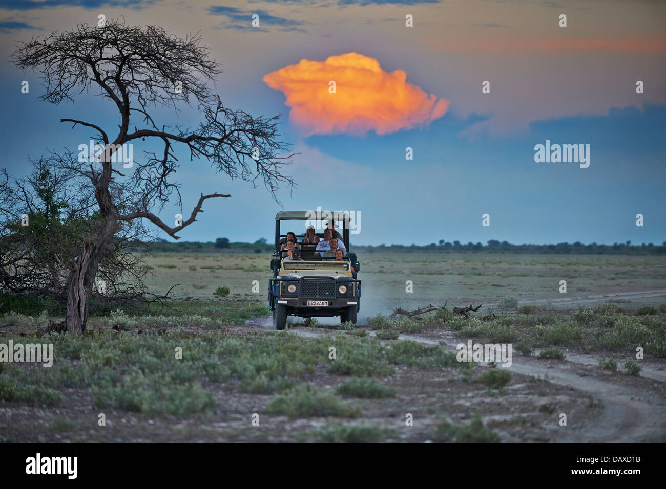 Safari 4x4 auto con turisti e guida durante il tramonto nella Central Kalahari Game Reserve, Botswana, Africa Foto Stock