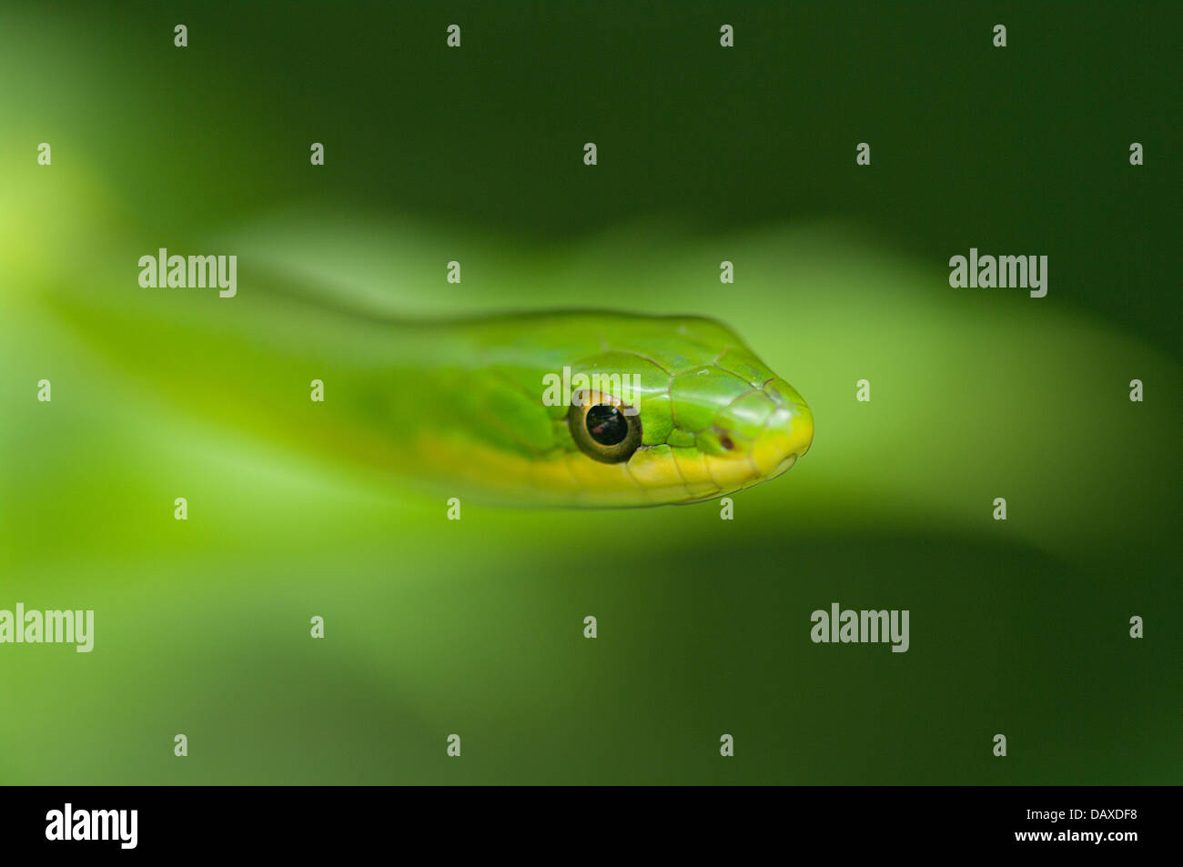 Ruvido Green Snake, Opheodrys aestivus, North American rettile, Snake, colubrid Foto Stock