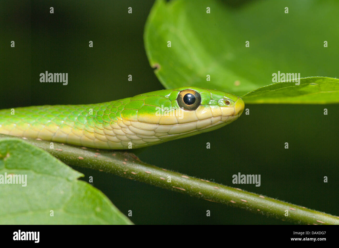 Ruvido Green Snake, Opheodrys aestivus, North American rettile, Snake, colubrid Foto Stock