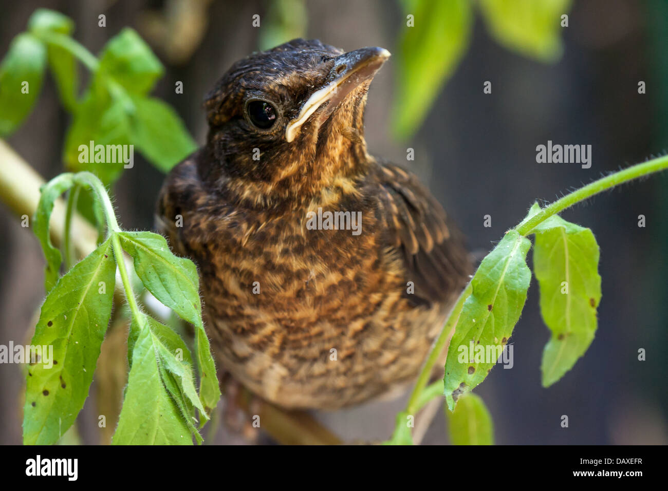 Blackbird neonata (Turdus merula) Foto Stock