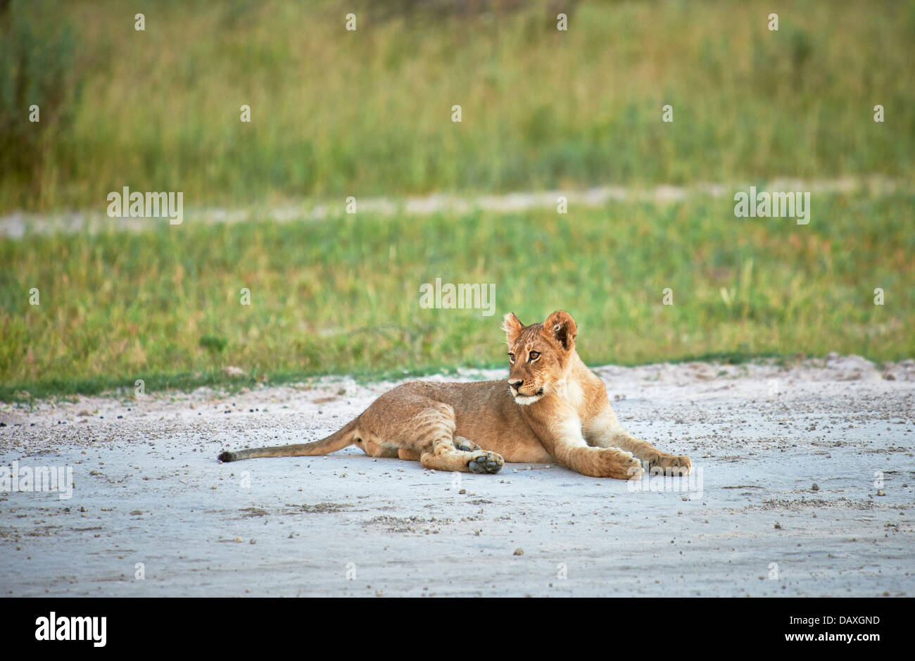 Lion cub (Panthera Leo), sulla pista di atterraggio per aerei Chitabe, Okavango Delta, Botswana, Africa Foto Stock