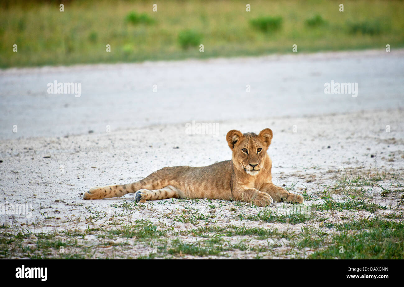 Lion cub (Panthera Leo), sulla pista di atterraggio per aerei Chitabe, Okavango Delta, Botswana, Africa Foto Stock