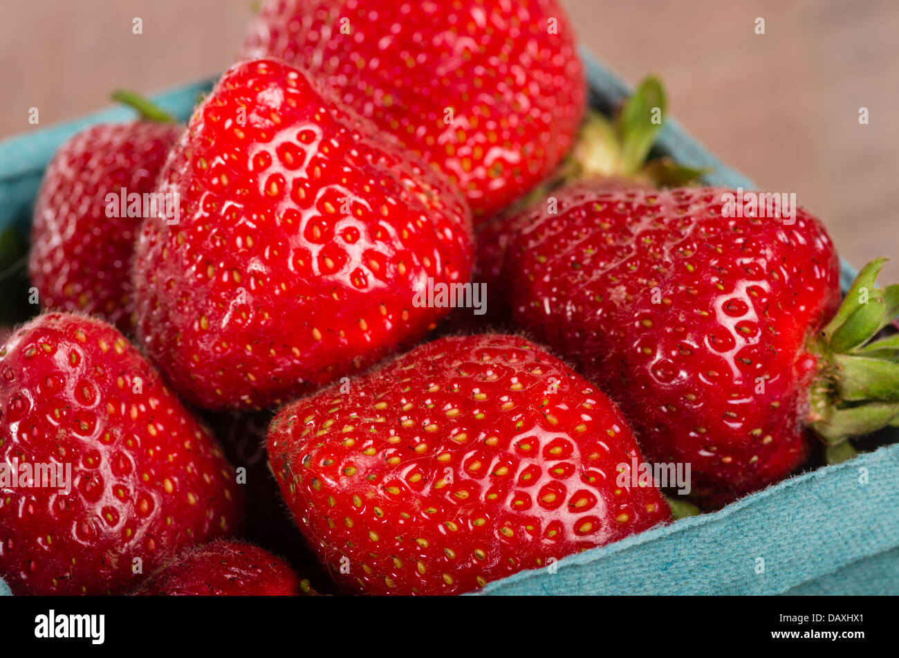 Appena raccolte le fragole organico in un cestello Foto Stock