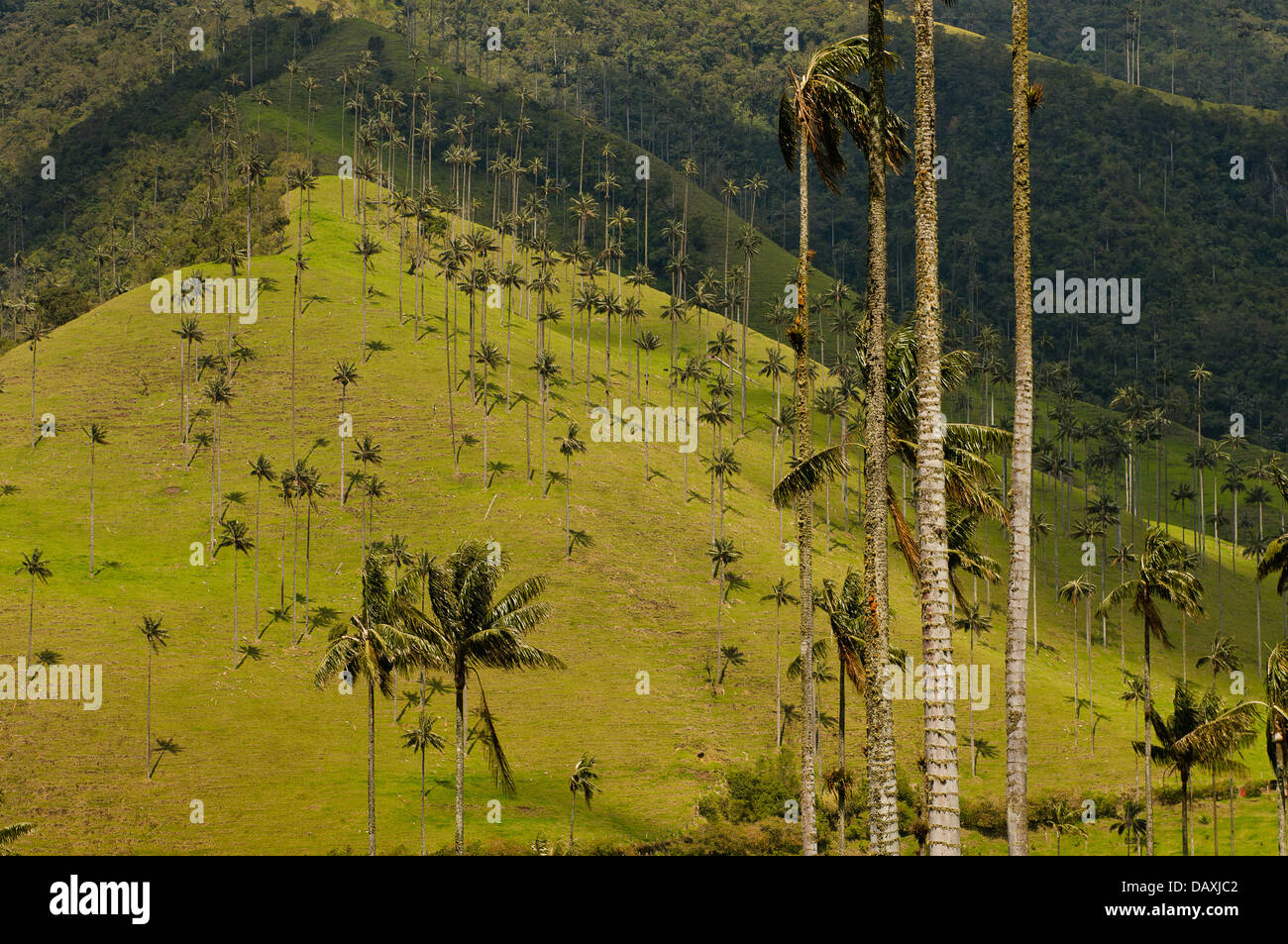 Cera palme di Cocora Valley, Colombia Foto Stock