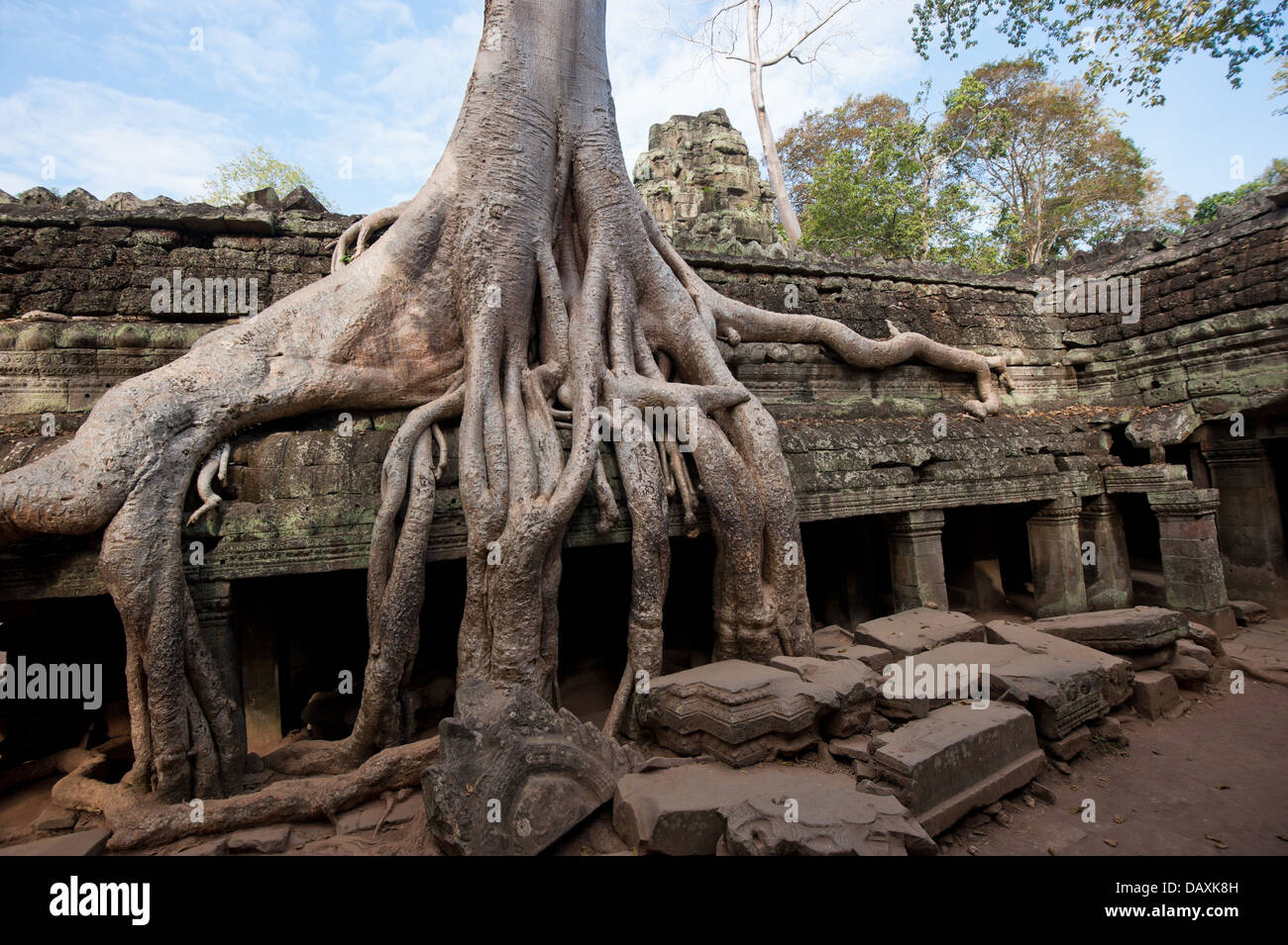 Ta Prohm tempio di Angkor, Cambogia Foto Stock