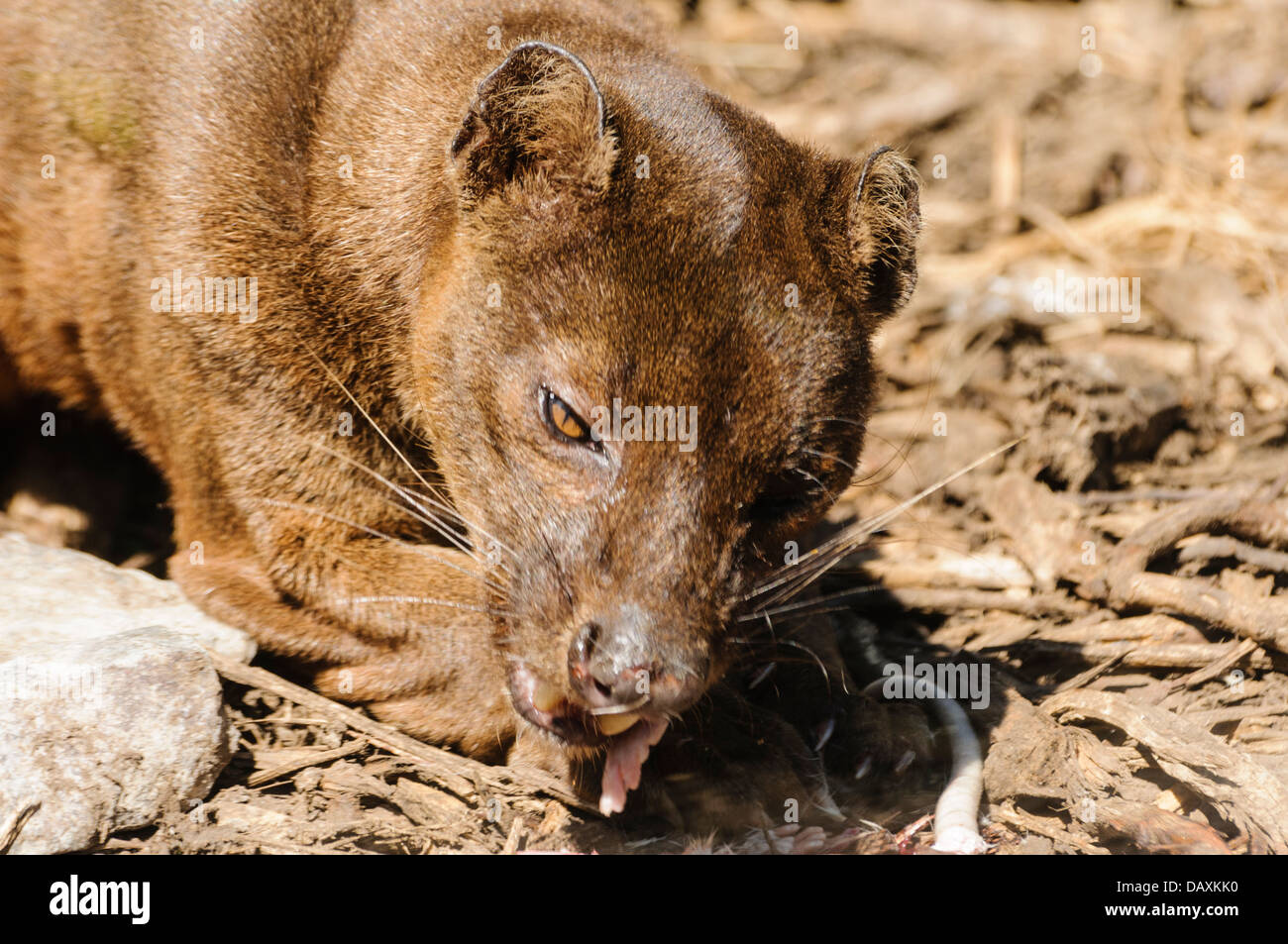 Malgascio (fossa Cryptoprocta ferox), un membro della famiglia mangusta indiginous al Madagascar, mangiare un piccolo mammifero Foto Stock