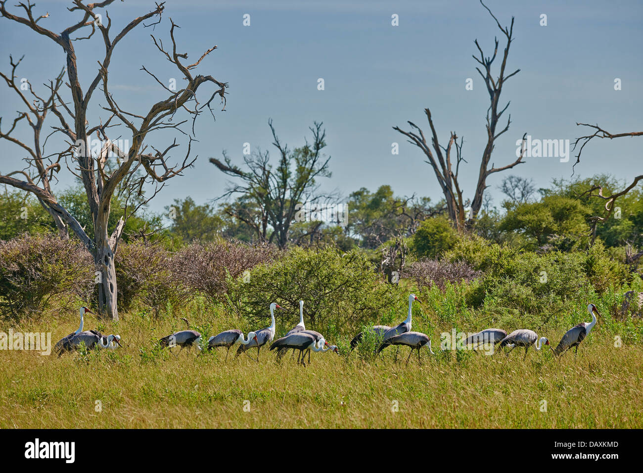 Wattled gru (Bugeranus carunculatus), Chitabe, Okavango Delta, Botswana, Africa Foto Stock