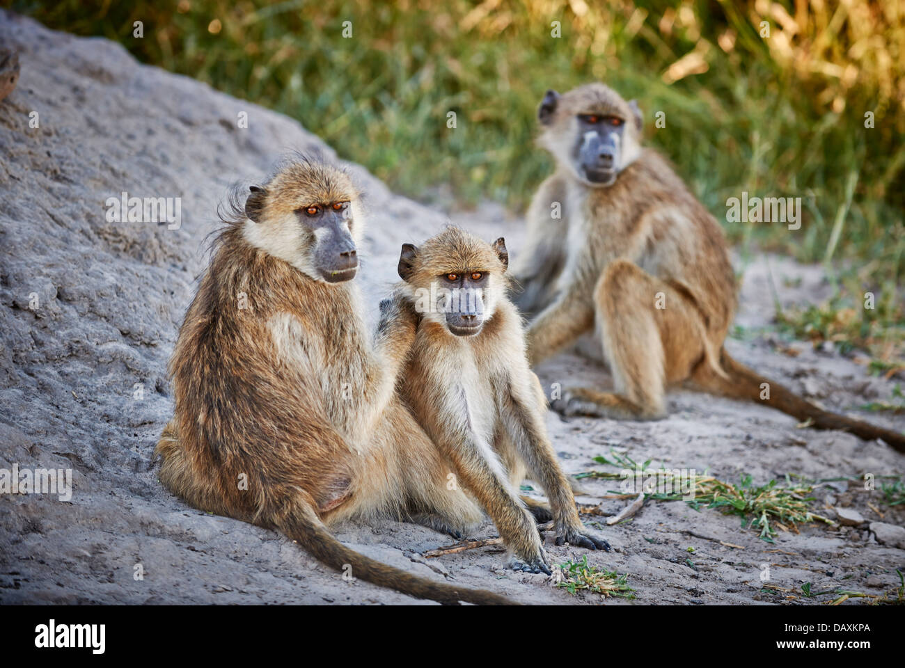 Chacma babbuini, Papio ursinus, Chitabe, Okavango Delta, Botswana, Africa Foto Stock