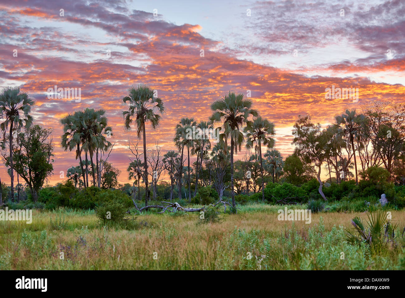 Sunrise con le nuvole dietro palme di Chitabe, Okavango Delta, Botswana, Africa Foto Stock