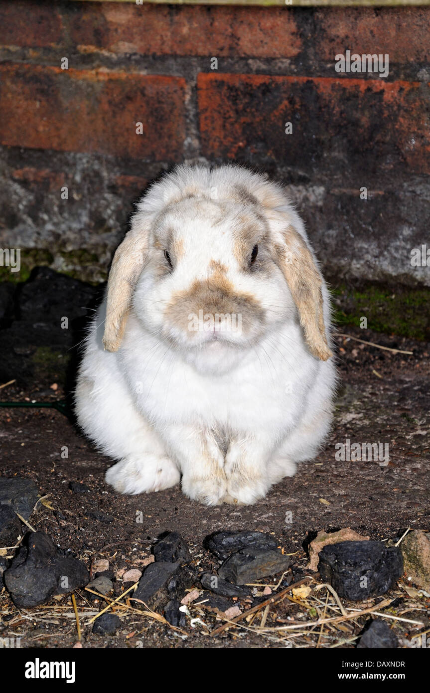 Dwarf Lop (Mini Lop) coniglio seduto in posizione eretta tra i grumi di carbone. Foto Stock