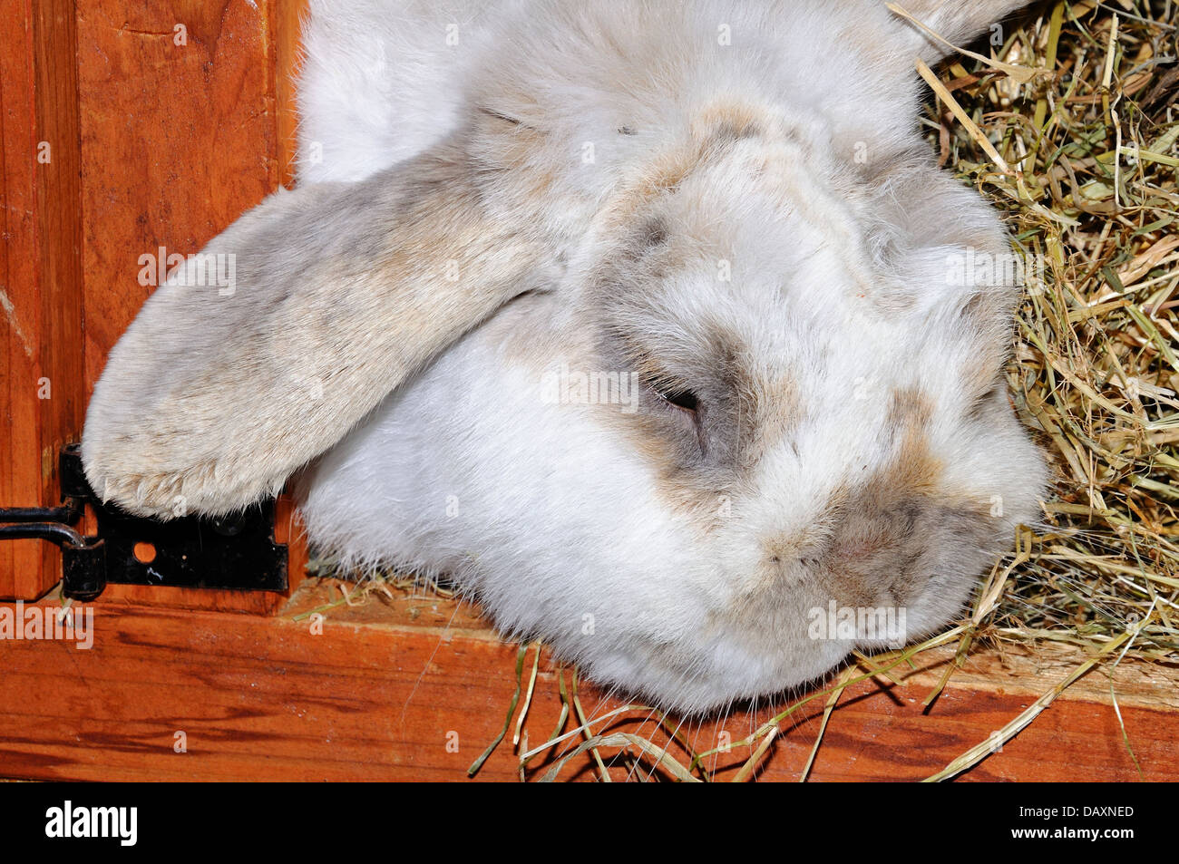 In prossimità di una nana Lop (Mini Lop) coniglio in un hutch. Foto Stock