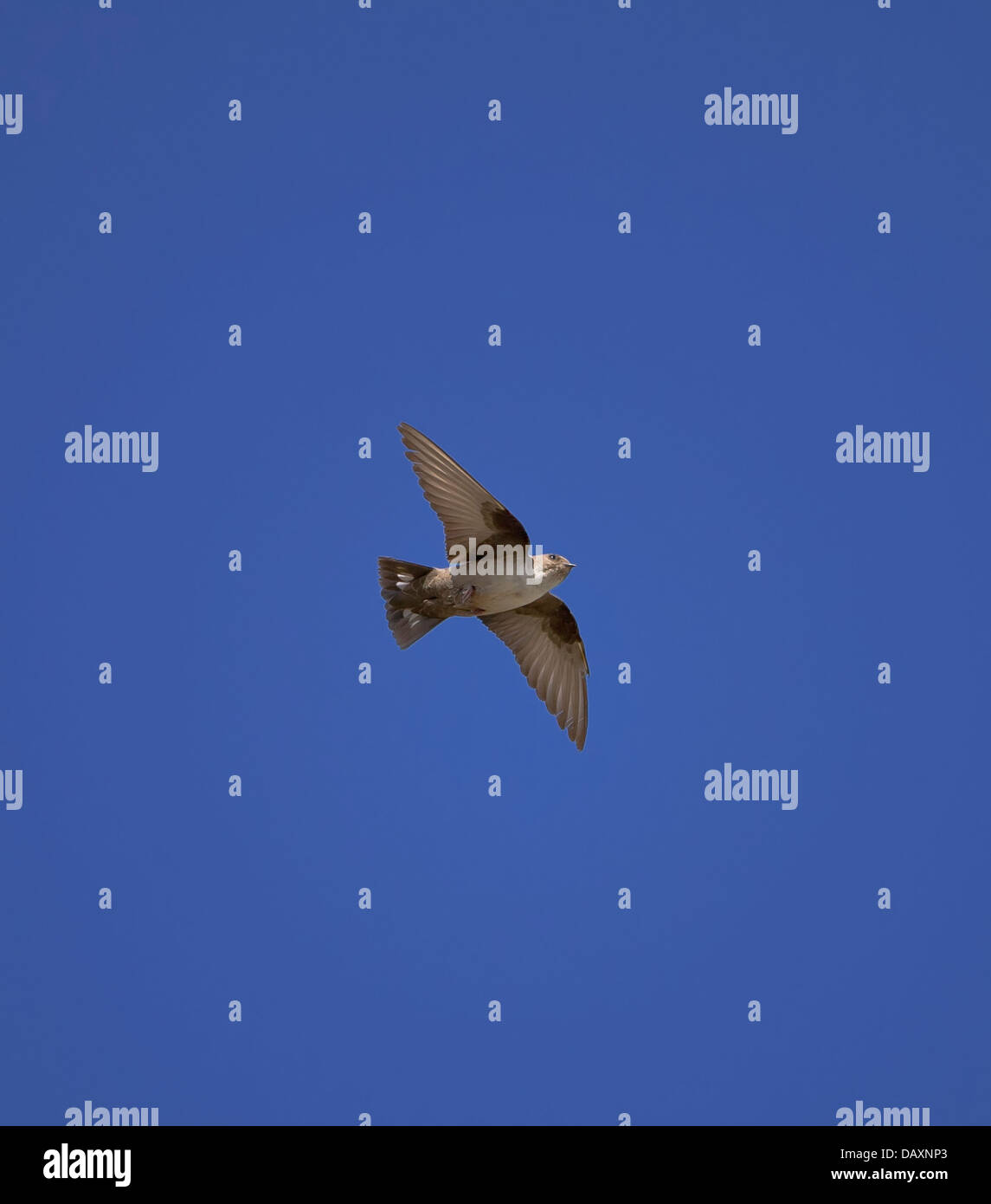 Crag Martin in volo spagna Foto Stock