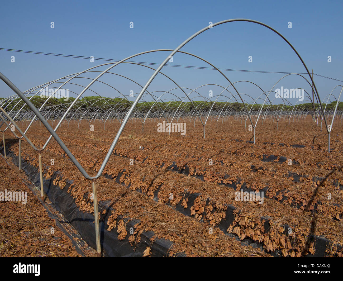 Strawberry Farm in Huelva, Spagna Foto Stock