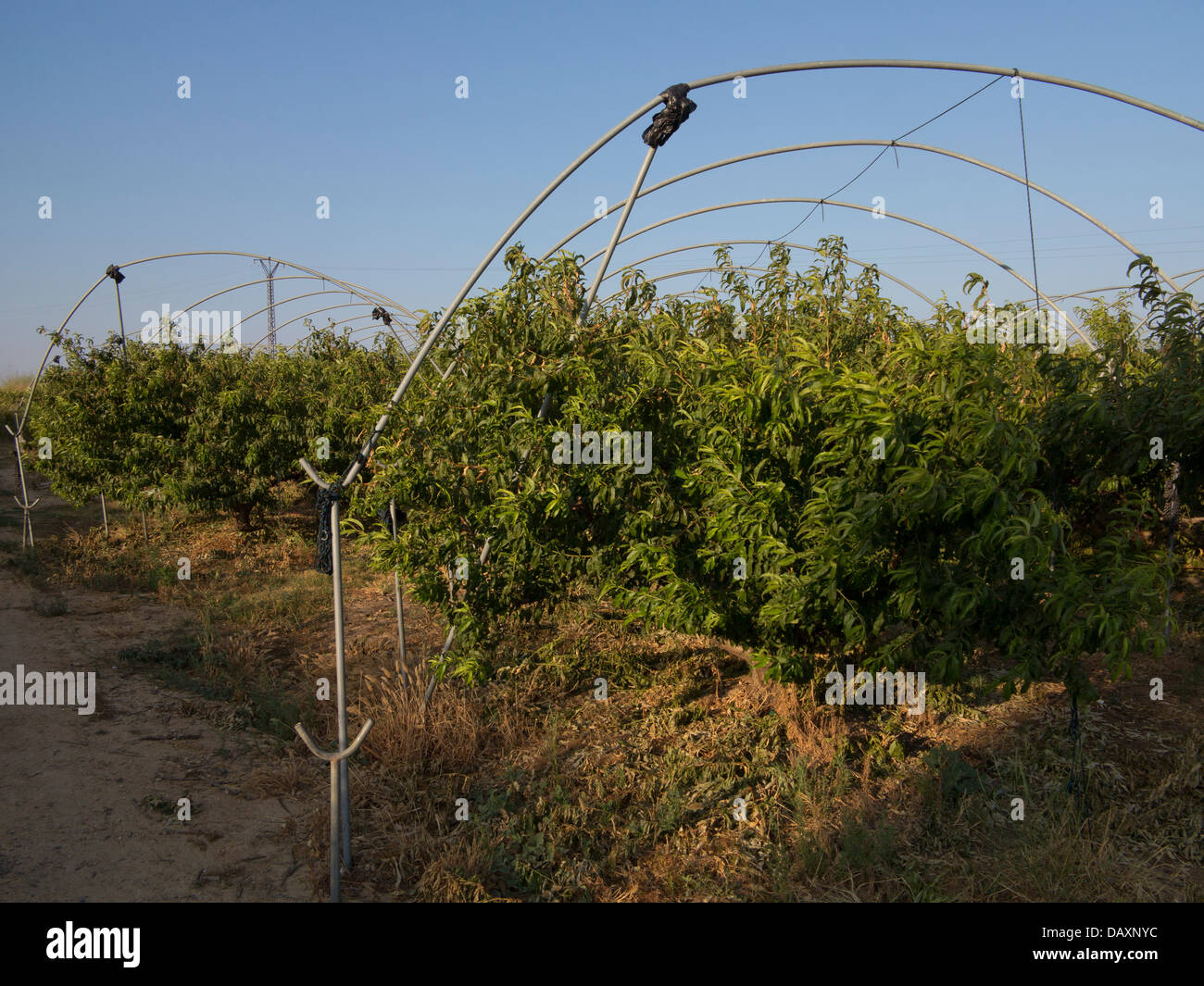 Strawberry Farm in Huelva, Spagna Foto Stock