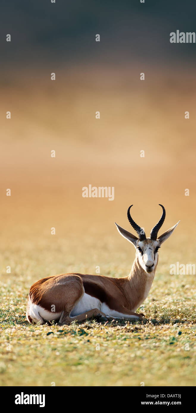 Springbok poggiante su erba verde - Antidorcas marsupialis - Kalahari - Africa del Sud Foto Stock
