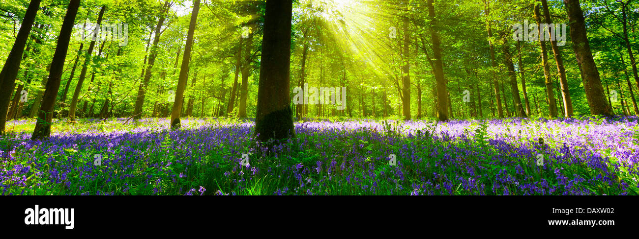 Vista panoramica all'interno di un bluebell legno con lo streaming di luce attraverso gli alberi. Foto Stock