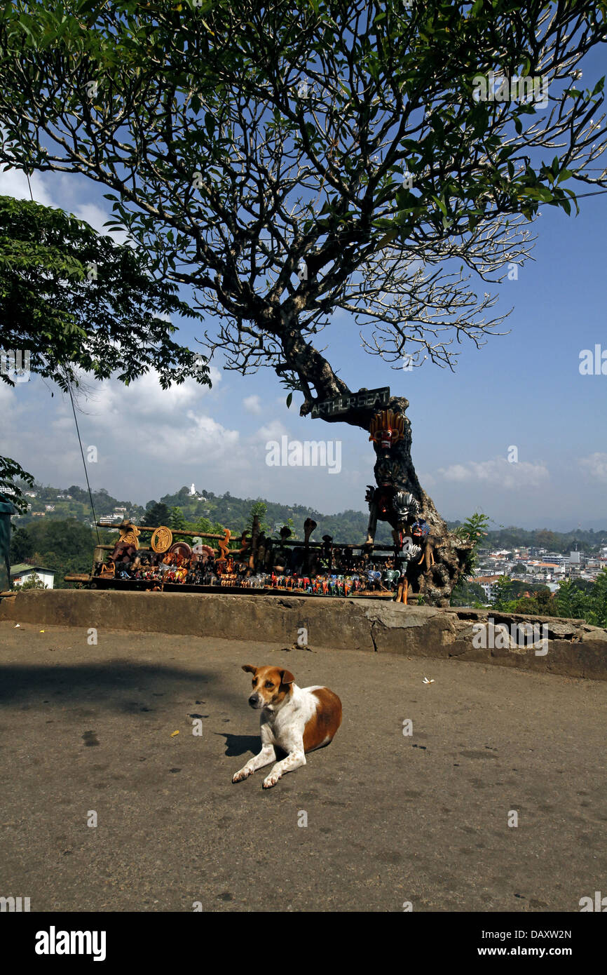 Cane di stallo regalo & ARTHURS SEAT TREE KANDY SRI LANKA 12 Marzo 2013 Foto Stock