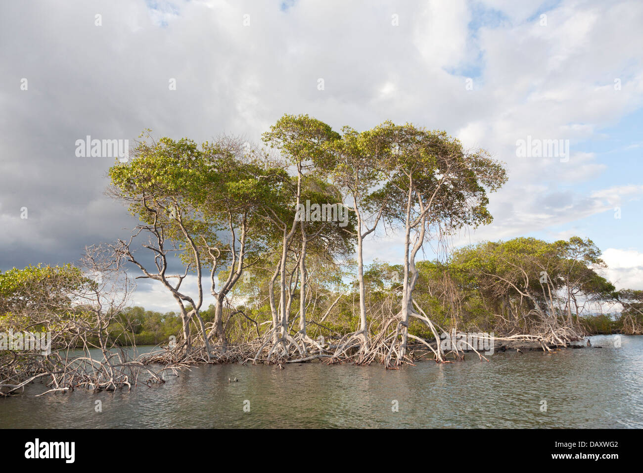 Mangrove, Punta Mangle, Fernandina Island, Isole Galapagos, Ecuador Foto Stock