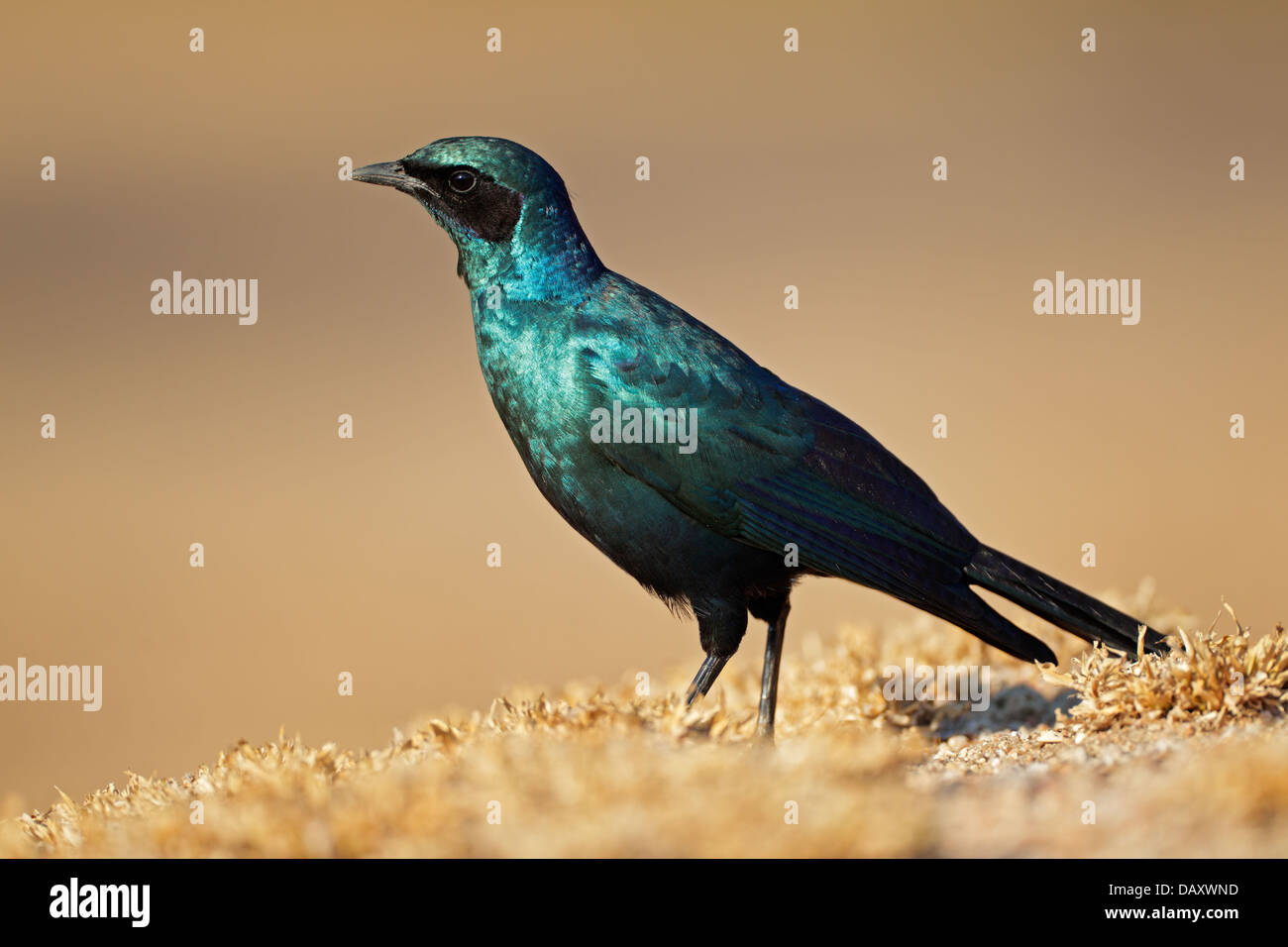 Burchells starling (Lamprotornis australis), Sabi Sand-riserva naturale, Sud Africa Foto Stock