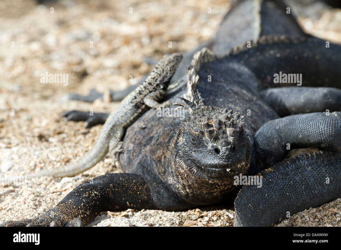 Marino, Iguana Amblyrhynchus cristatus, e lava Galapagos Lizard, Microlophus, Punta Espinoza, Fernandina Island, Galapagos è Foto Stock