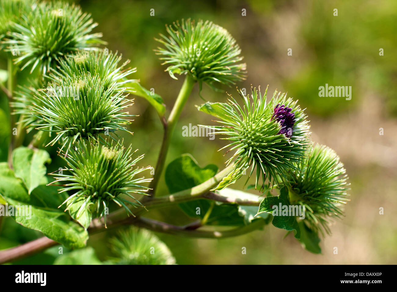 Maggiore Fiore di bardana e bave 'Arctium lappa' su un ecosistema di zone umide sulle rive del Fiume Mole in Surrey Foto Stock