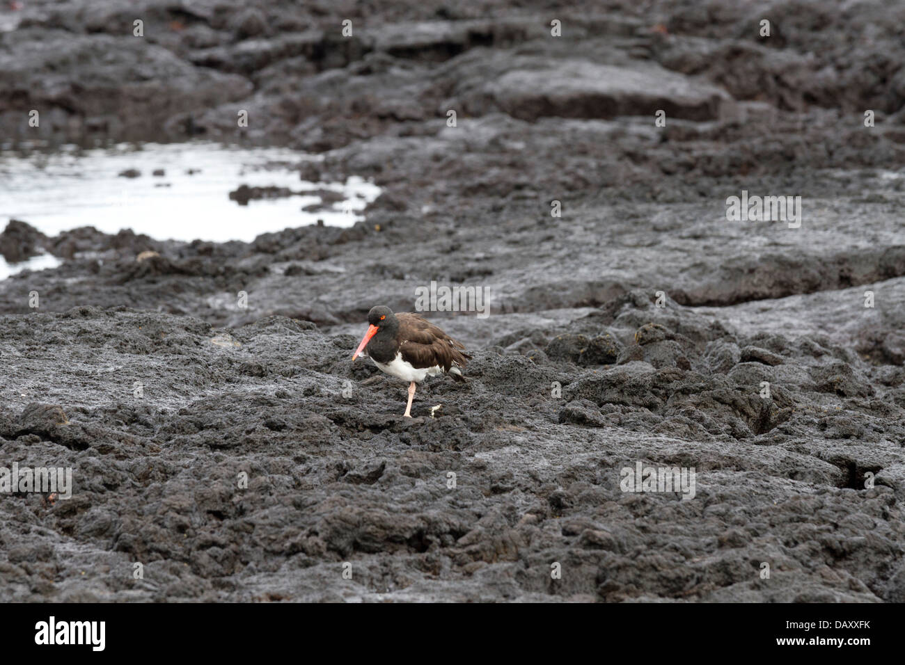 Oystercatcher, Haematopus, Puerto Egas, isola di Santiago, Isole Galapagos, Ecuador Foto Stock