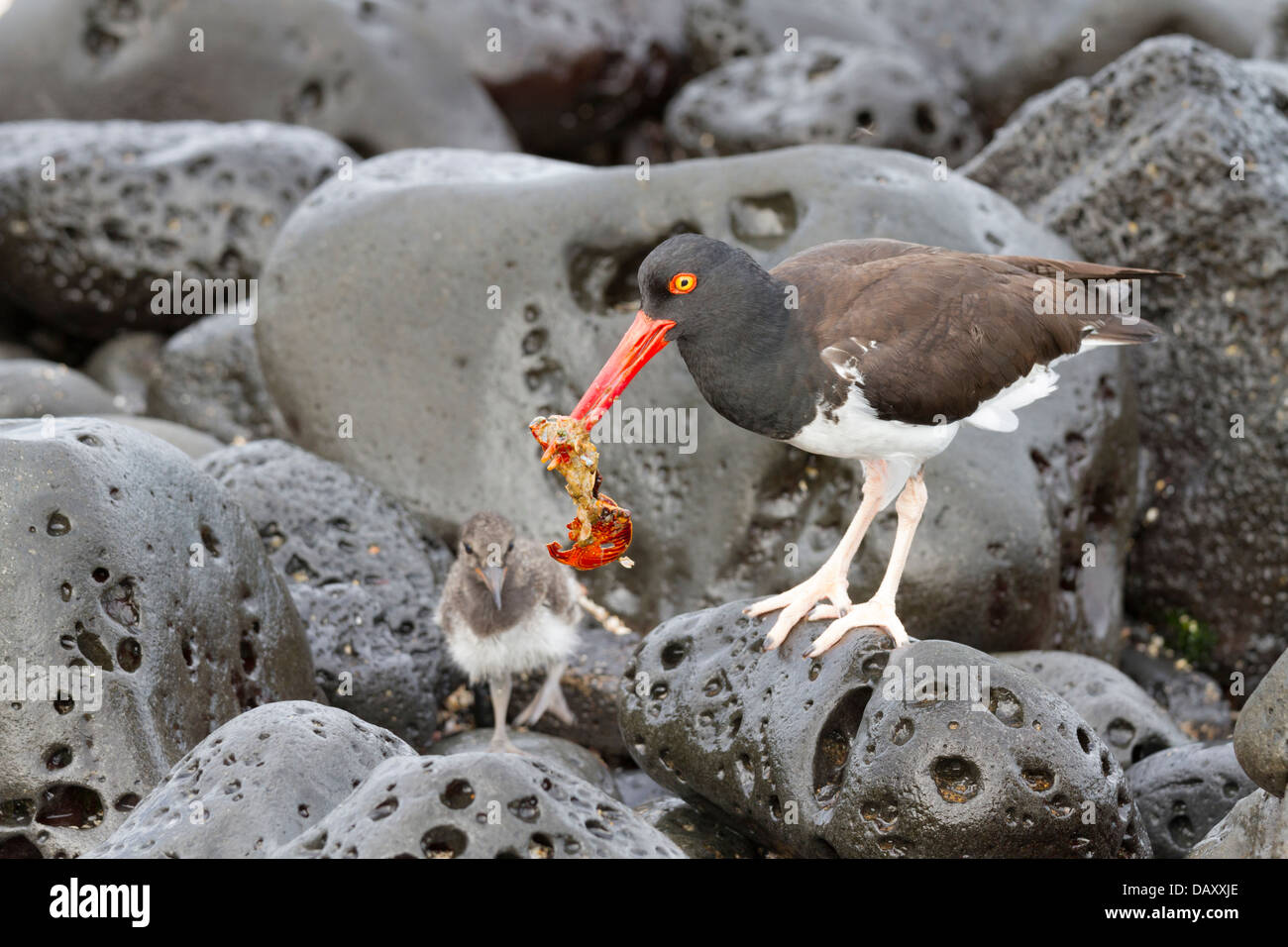 Oystercatcher, Haematopus, Puerto Egas, isola di Santiago, Isole Galapagos, Ecuador Foto Stock