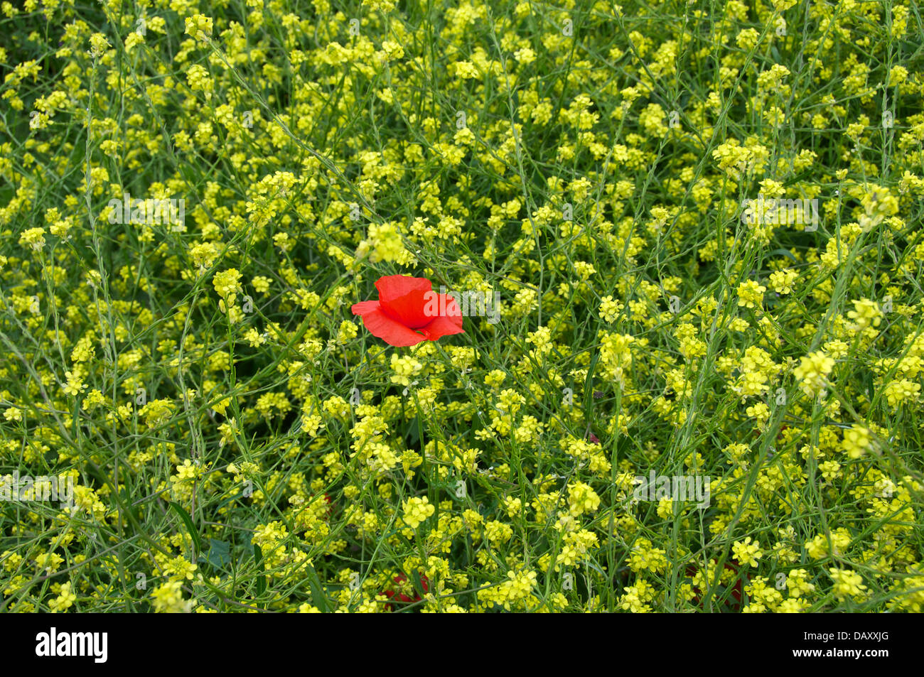 Un papavero rosso Corsica Francia Foto Stock