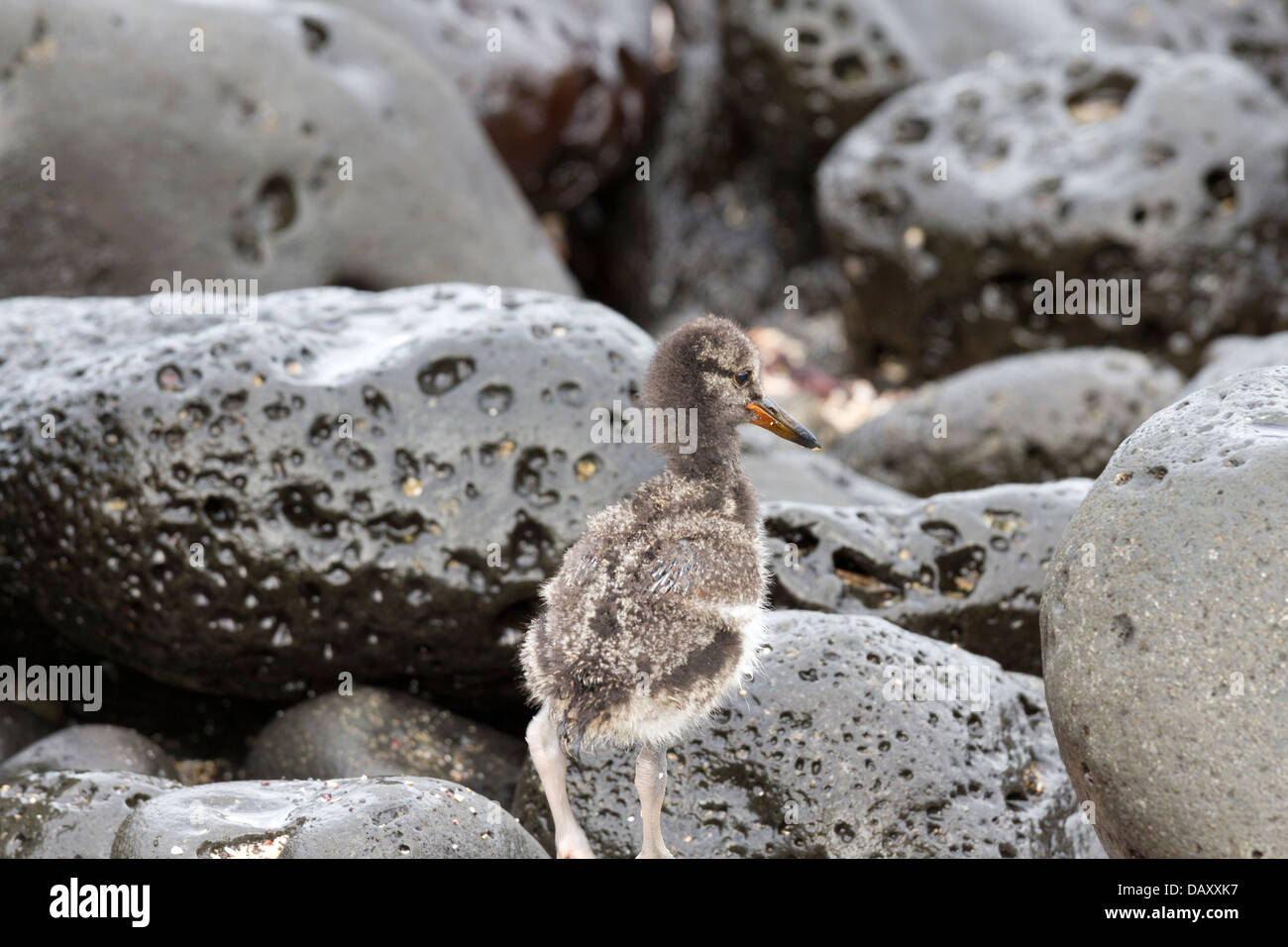 Oystercatcher, Haematopus, Puerto Egas, isola di Santiago, Isole Galapagos, Ecuador Foto Stock