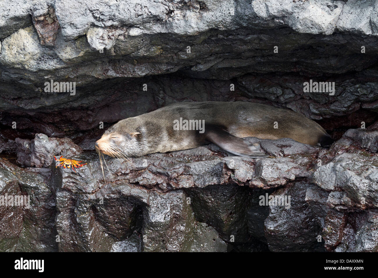 Le Galapagos pelliccia sigillo, Arctocephalus galapagoensis, Puerto Egas, isola di Santiago, Isole Galapagos, Ecuador Foto Stock
