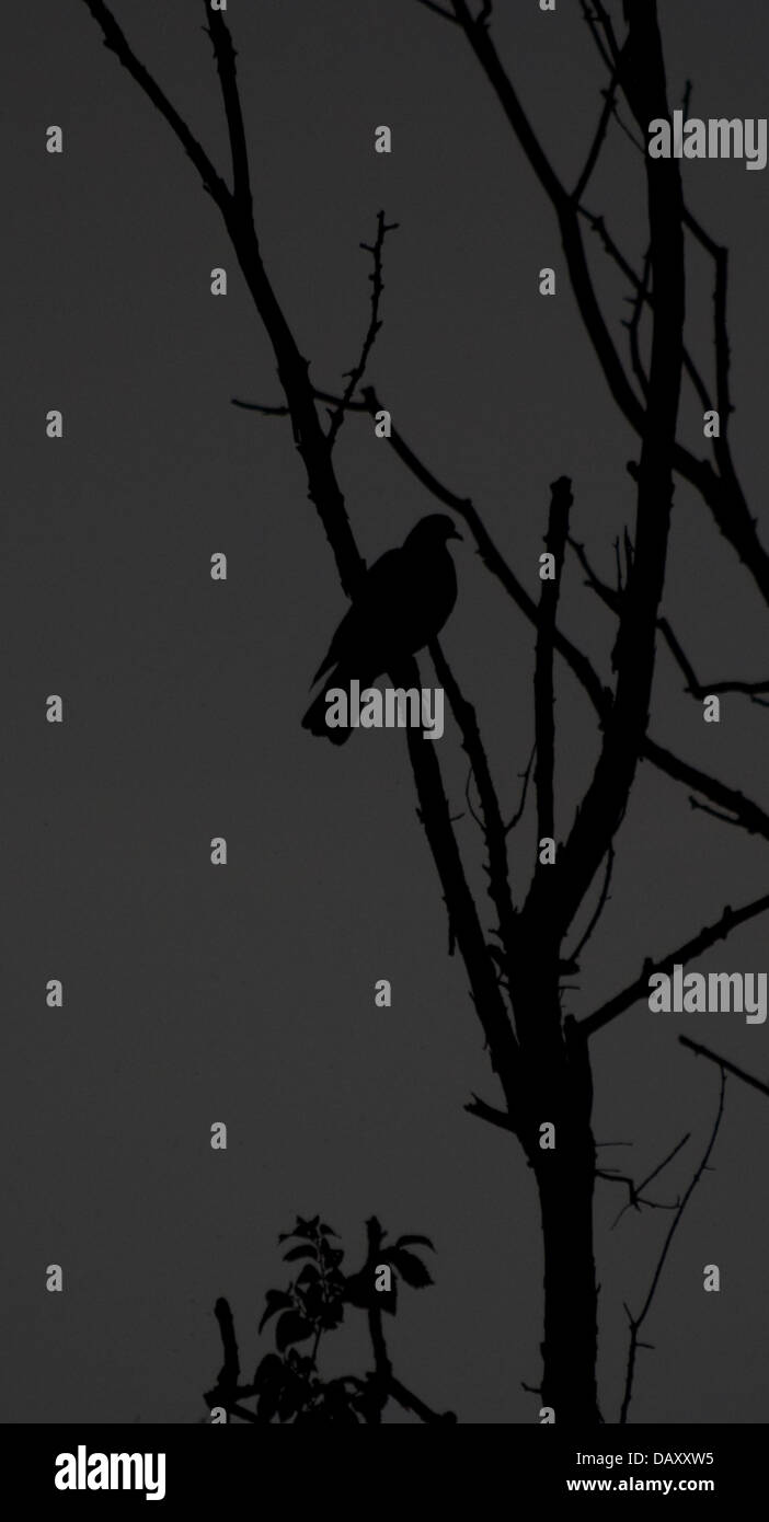 Questa è una fotografia di un piccione è un albero (bw) (immagine in bianco e nero) Foto Stock