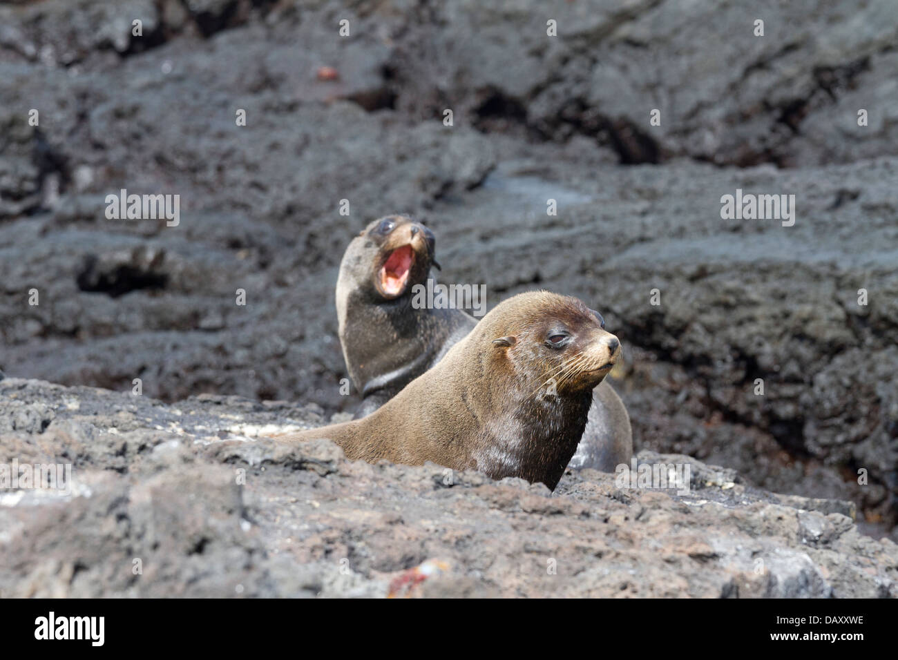 Le Galapagos pelliccia sigillo, Arctocephalus galapagoensis, Puerto Egas, isola di Santiago, Isole Galapagos, Ecuador Foto Stock