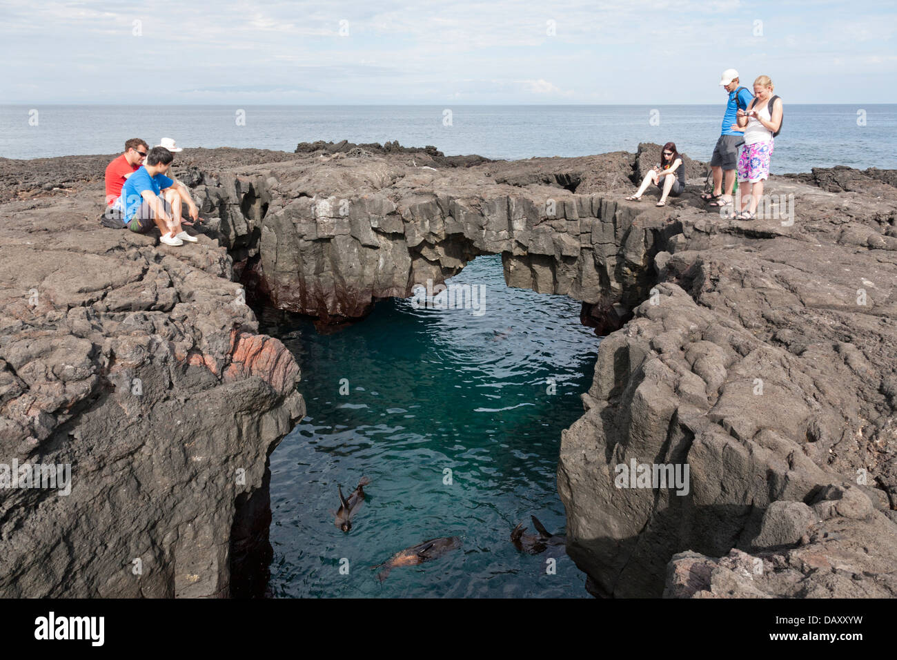 Le Galapagos pelliccia sigillo, Arctocephalus galapagoensis, Puerto Egas, isola di Santiago, Isole Galapagos, Ecuador Foto Stock