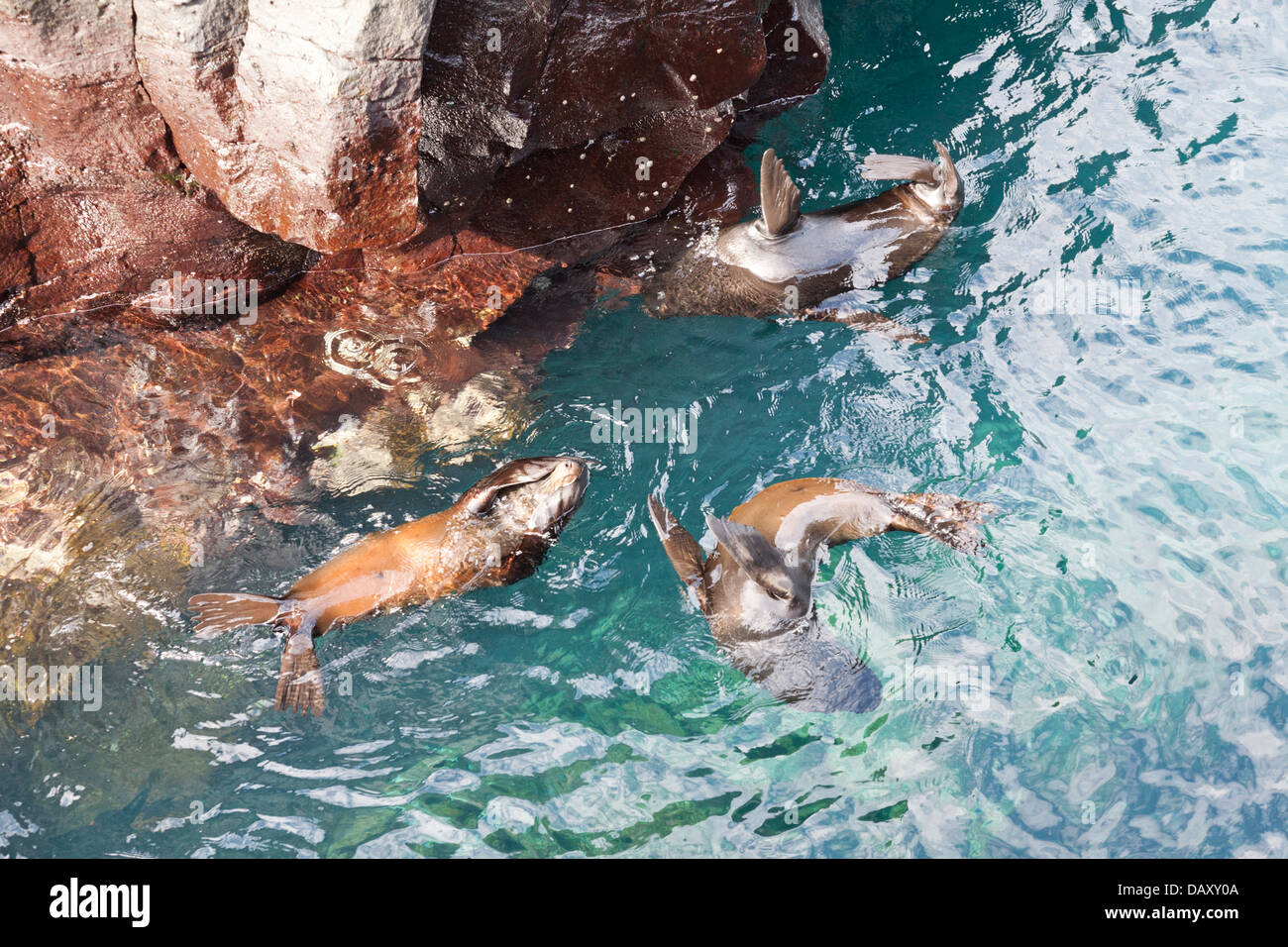 Le Galapagos pelliccia sigillo, Arctocephalus galapagoensis, Puerto Egas, isola di Santiago, Isole Galapagos, Ecuador Foto Stock