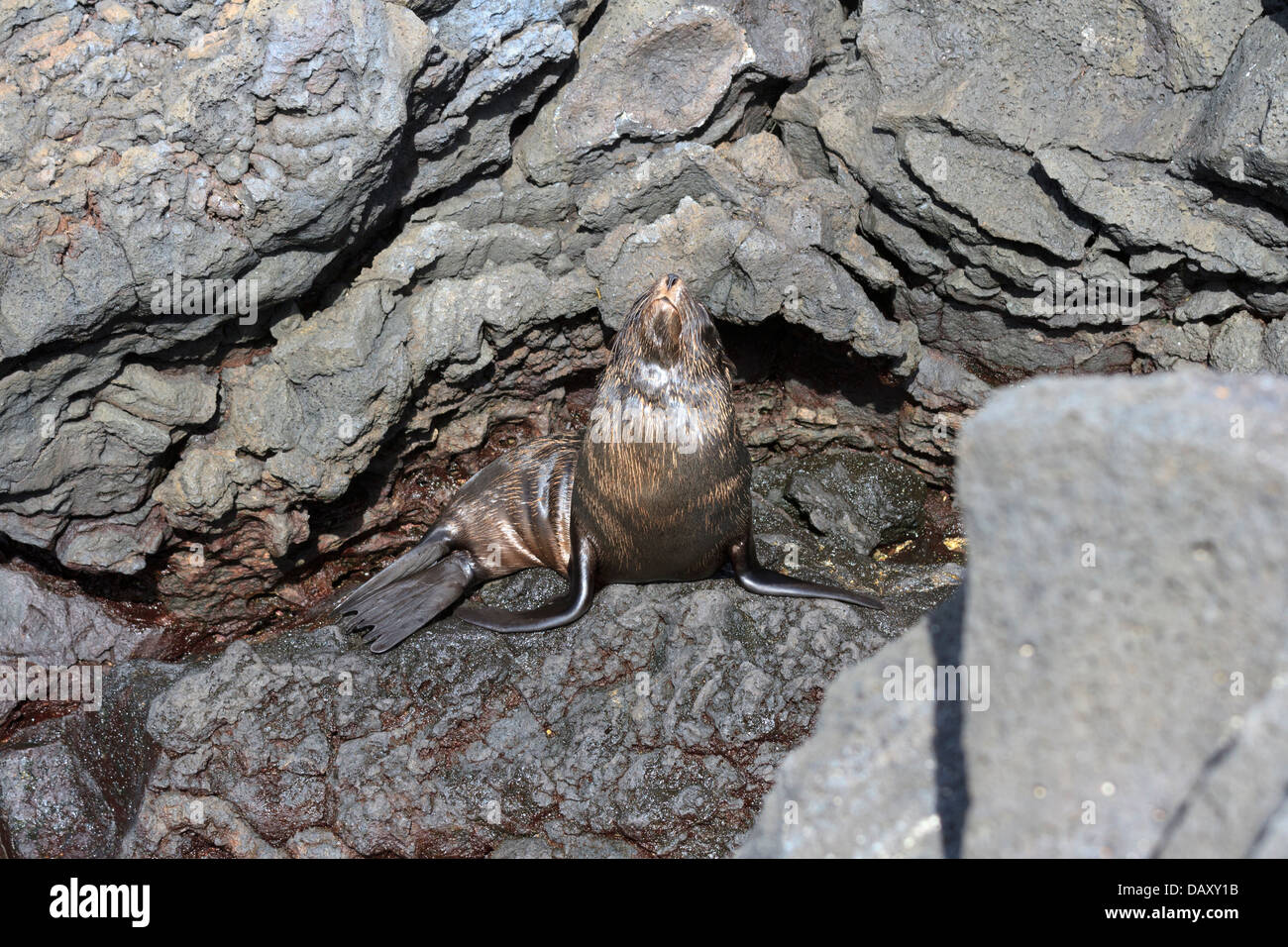 Le Galapagos pelliccia sigillo, Arctocephalus galapagoensis, Puerto Egas, isola di Santiago, Isole Galapagos, Ecuador Foto Stock