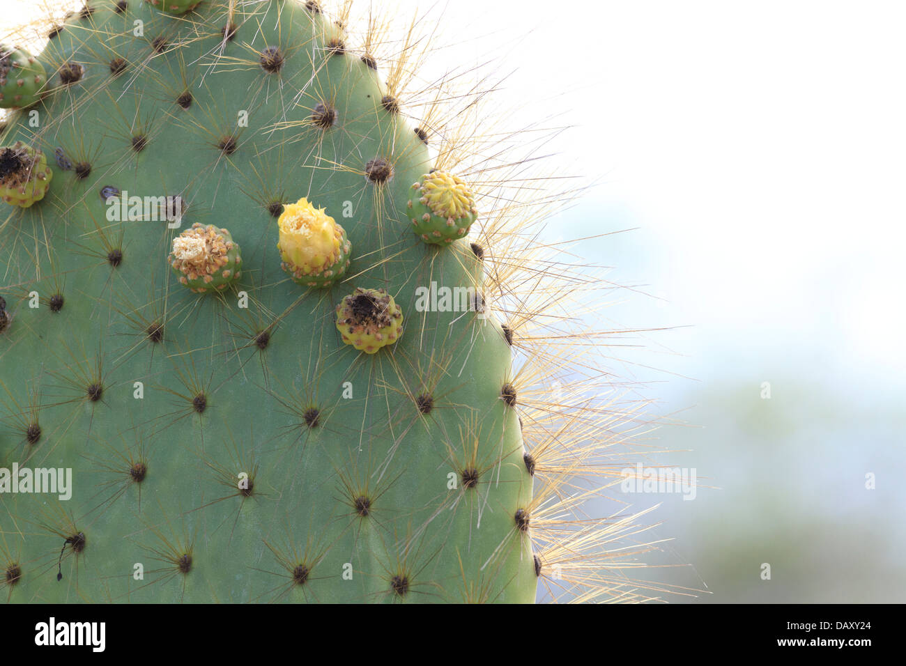 L' Opuntia cactus Opuntia leucotricha, Puerto Egas, isola di Santiago, Isole Galapagos, Ecuador Foto Stock