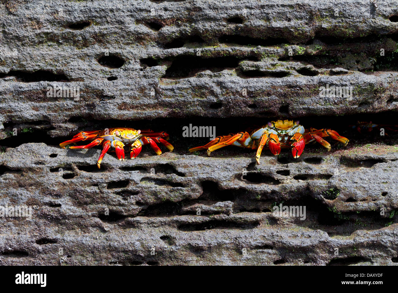 Sally Lightfoot Crab Grapsus grapsus, Puerto Egas, isola di Santiago, Isole Galapagos, Ecuador Foto Stock