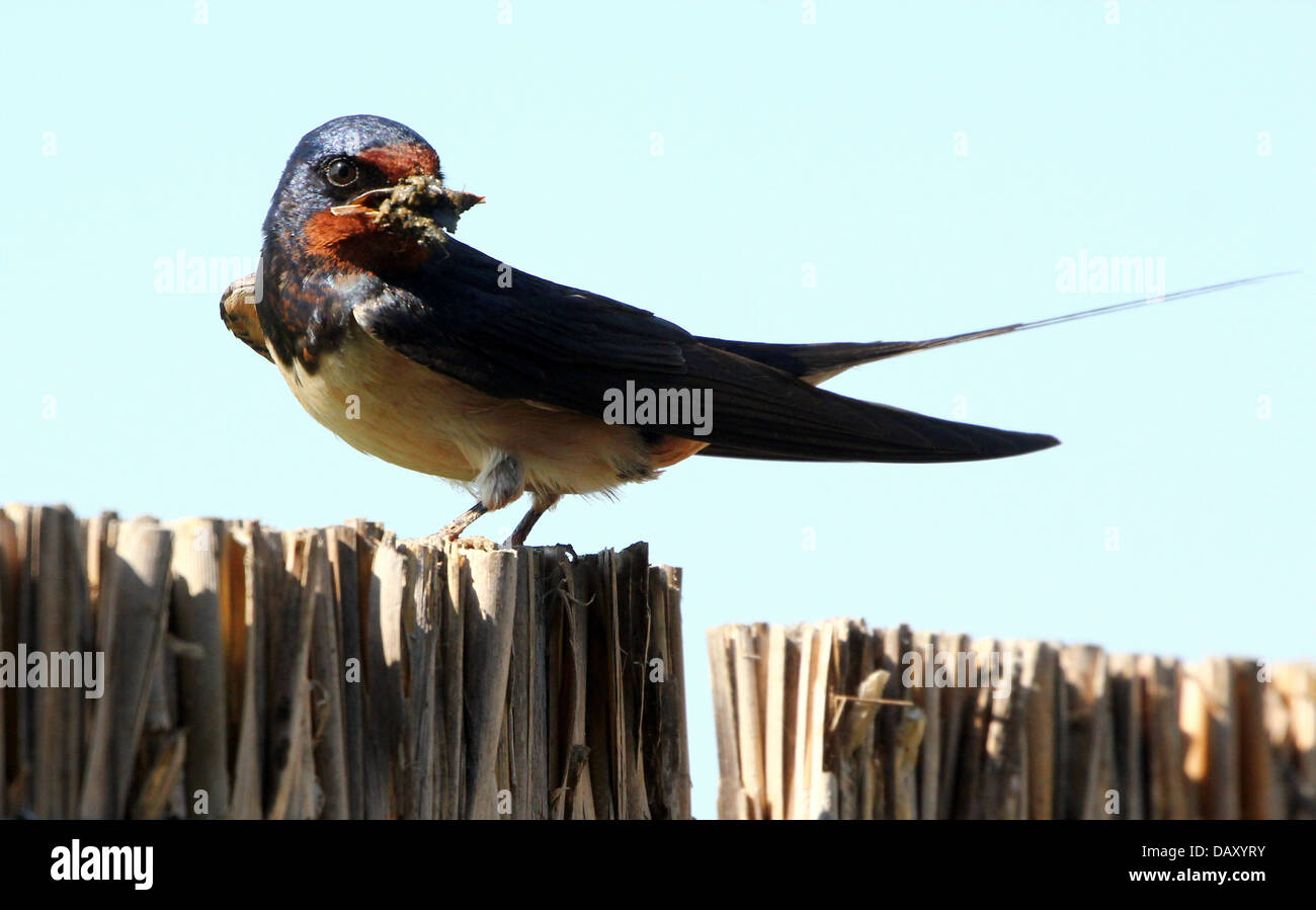 Dettagliate fino in prossimità di un fienile swallow (Hirundo rustica) che pongono in un recinto contro un cielo blu chiaro con alcuni insetti ha catturato Foto Stock