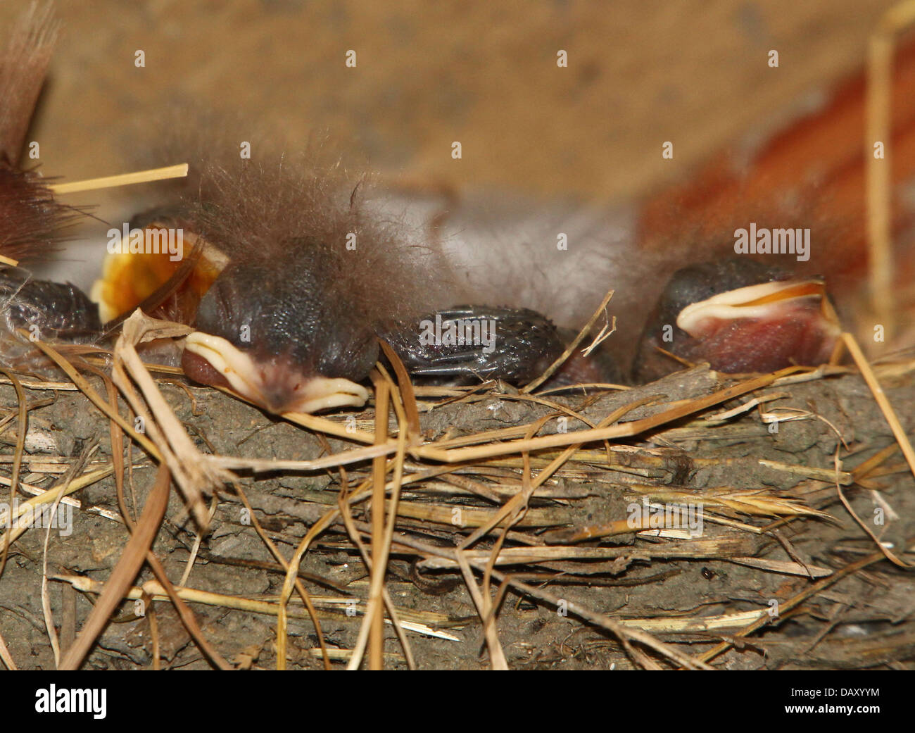 Dettagliate fino in prossimità di un fienile swallow (Hirundo rustica) in posa Foto Stock