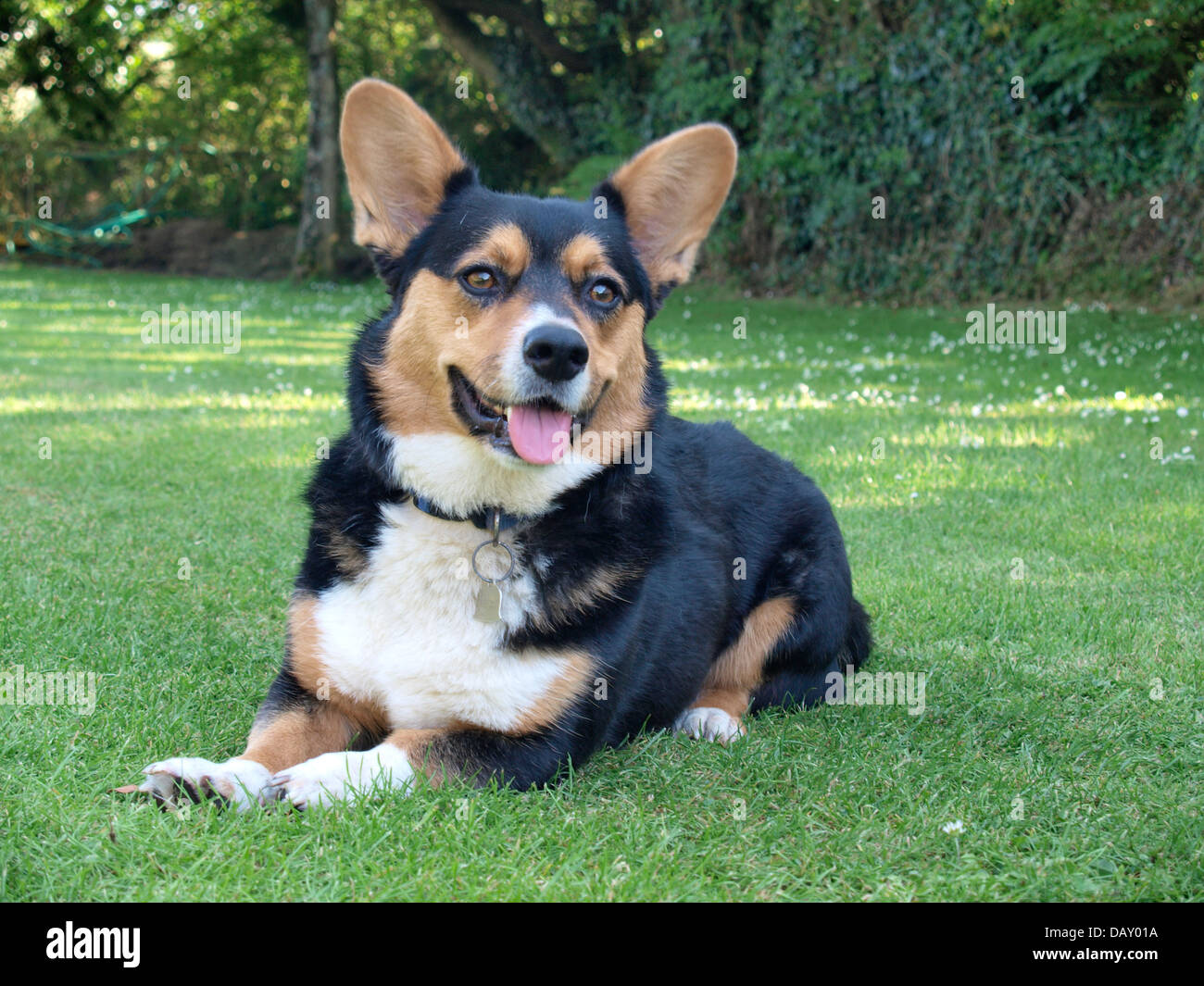 Cardigan Welsh Corgi cane, Regno Unito 2013 Foto Stock