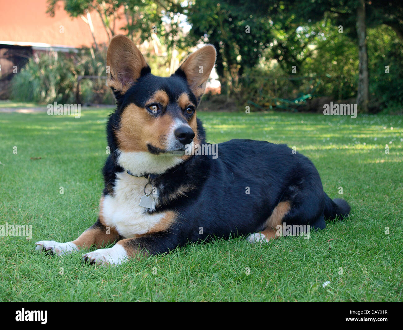 Cardigan Welsh Corgi, Regno Unito 2013 Foto Stock