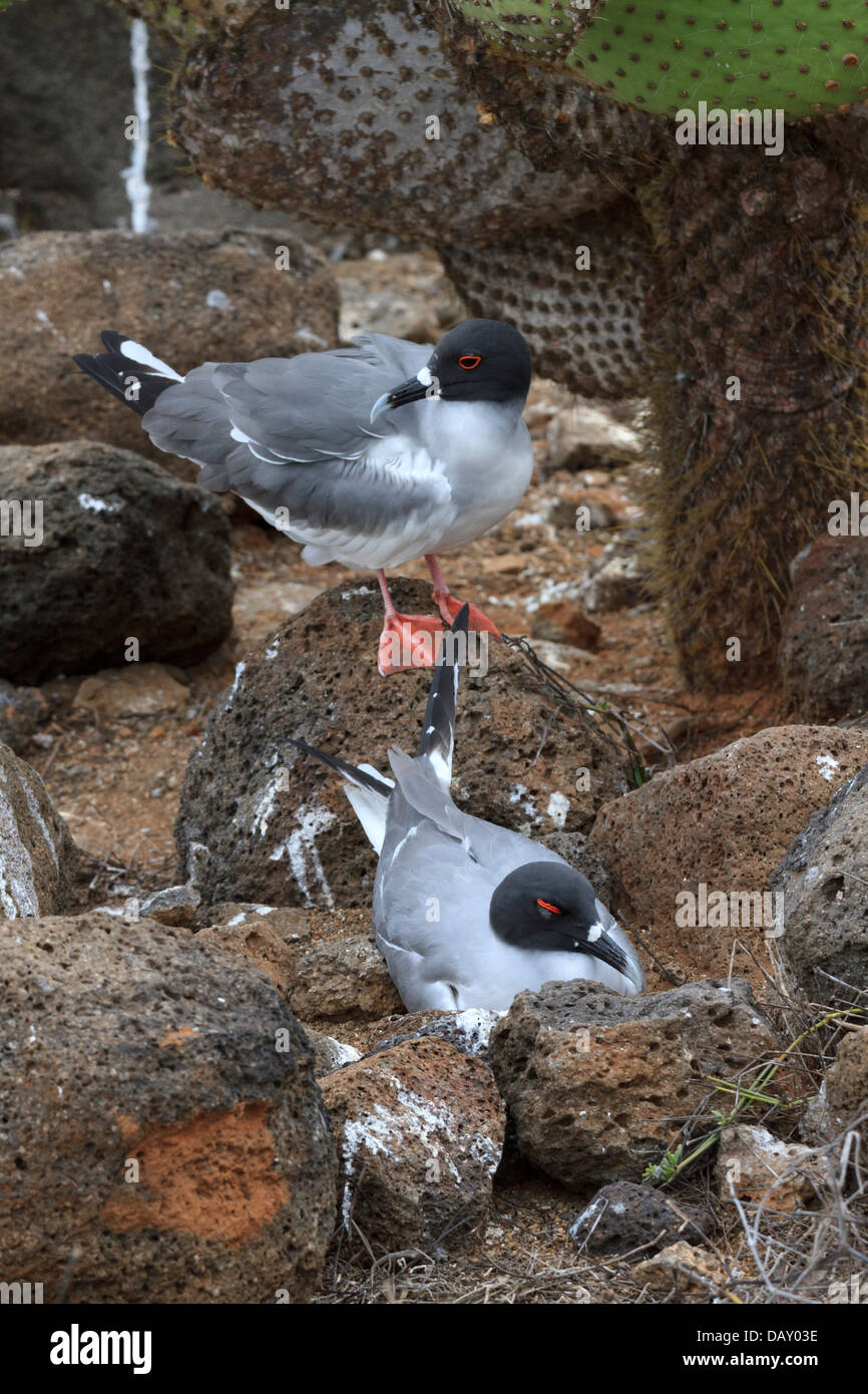 Swallow-tailed Gull, Creagrus furcatus, North Seymour, Isole Galapagos, Ecuador Foto Stock