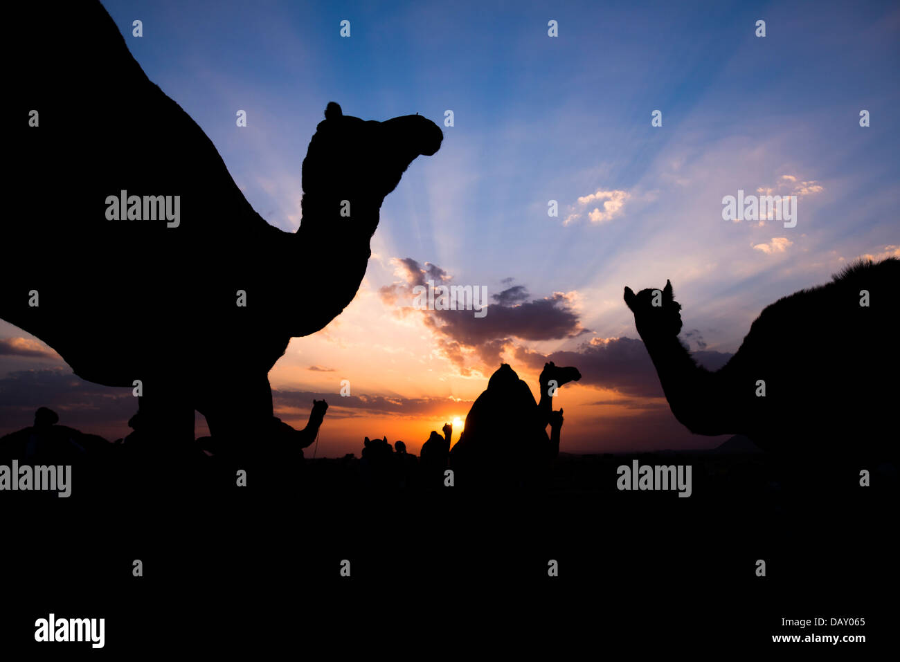 Silhouette di cammelli al tramonto, Pushkar, Ajmer, Rajasthan, India Foto Stock