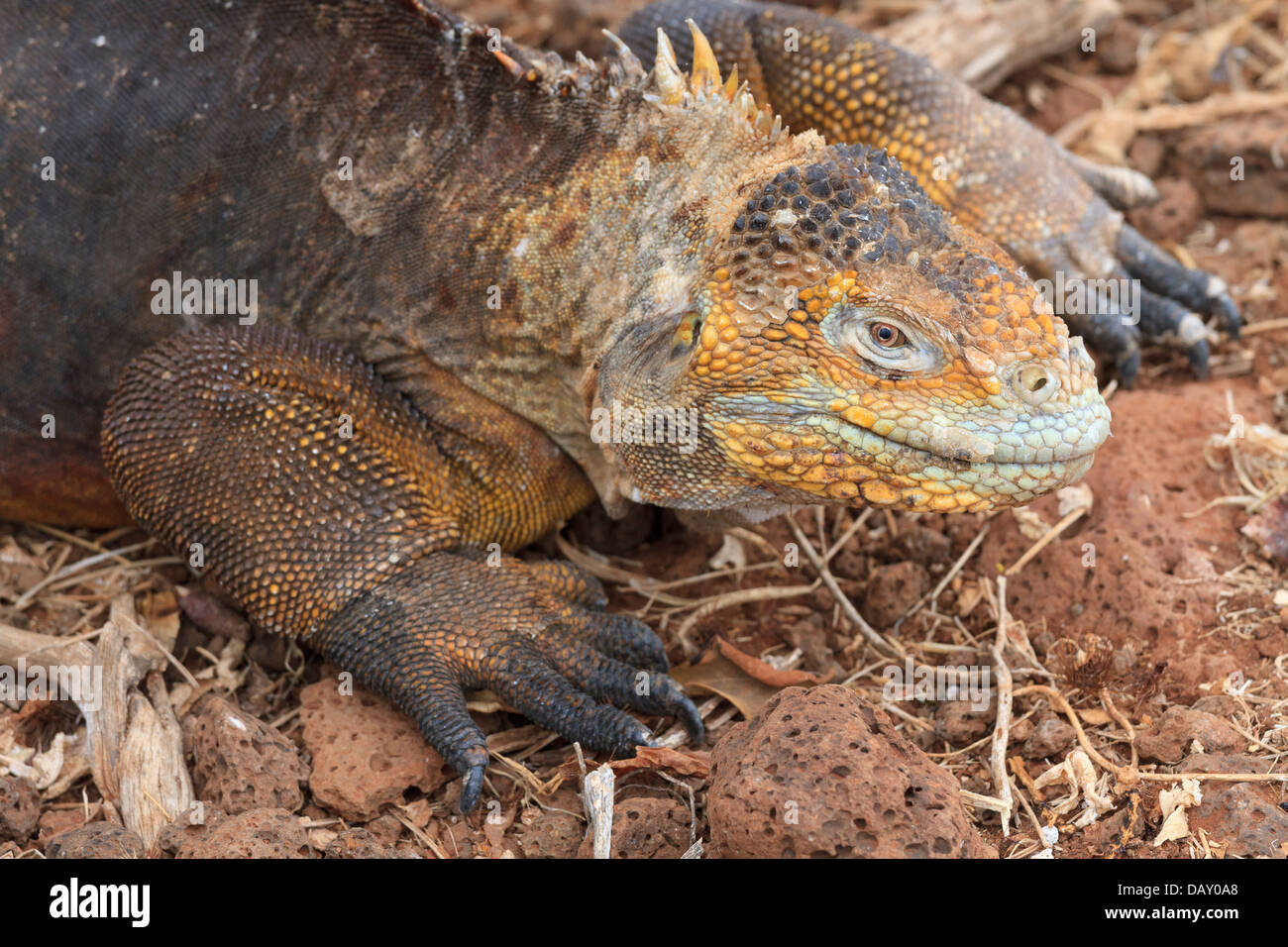 Terra Galapagos iguana, Conolophus subcristatus, North Seymour, Isole Galapagos, Ecuador Foto Stock