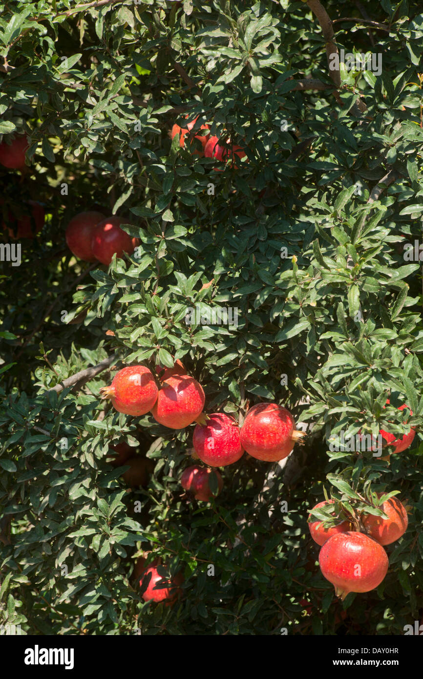 Asien, Türkei, Provinz Antalya Adrasan, Granatapfelbaum Foto Stock